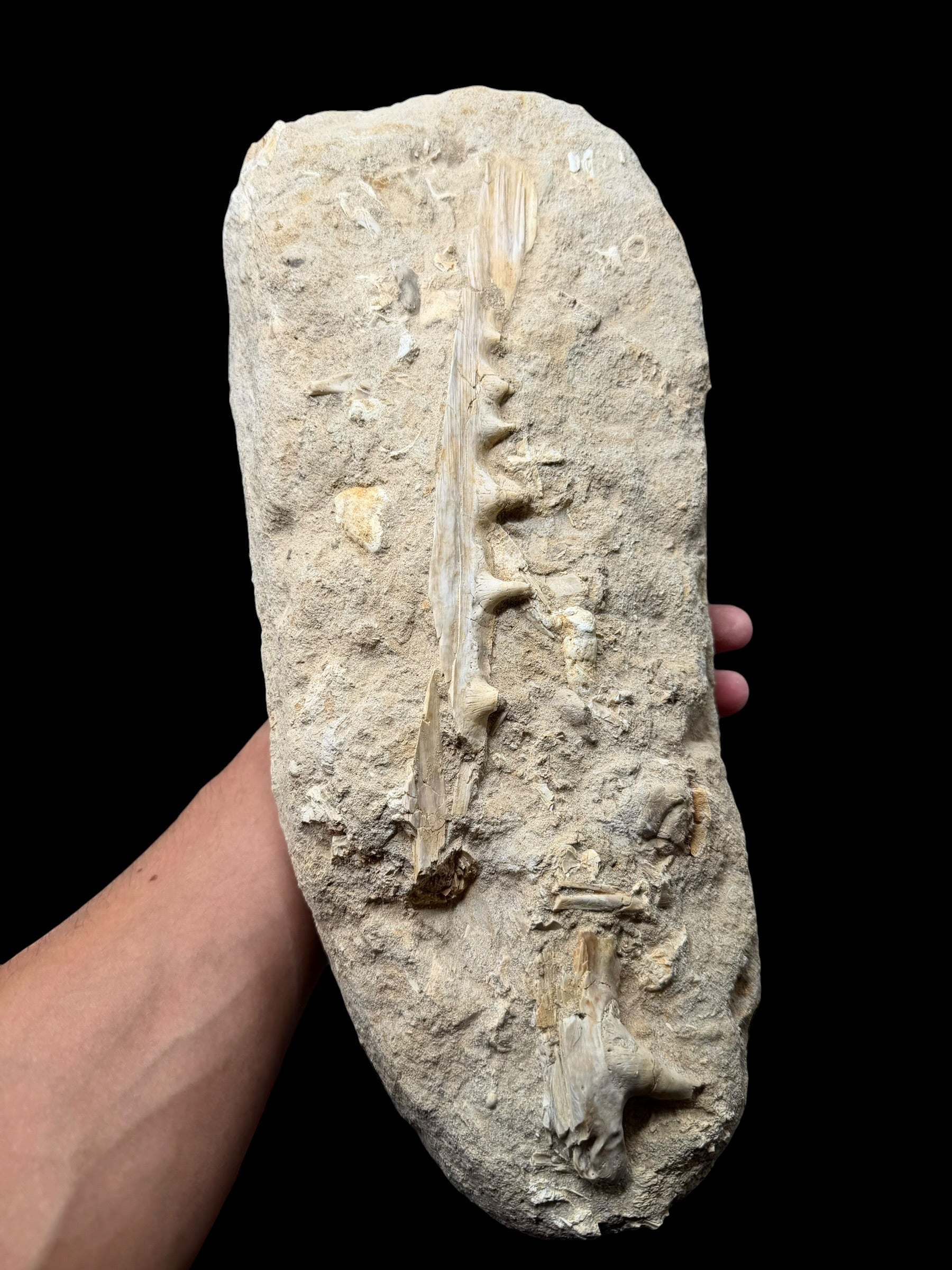 Jaw with Teeth of the Fish Enchodus lybicus – Morocco
