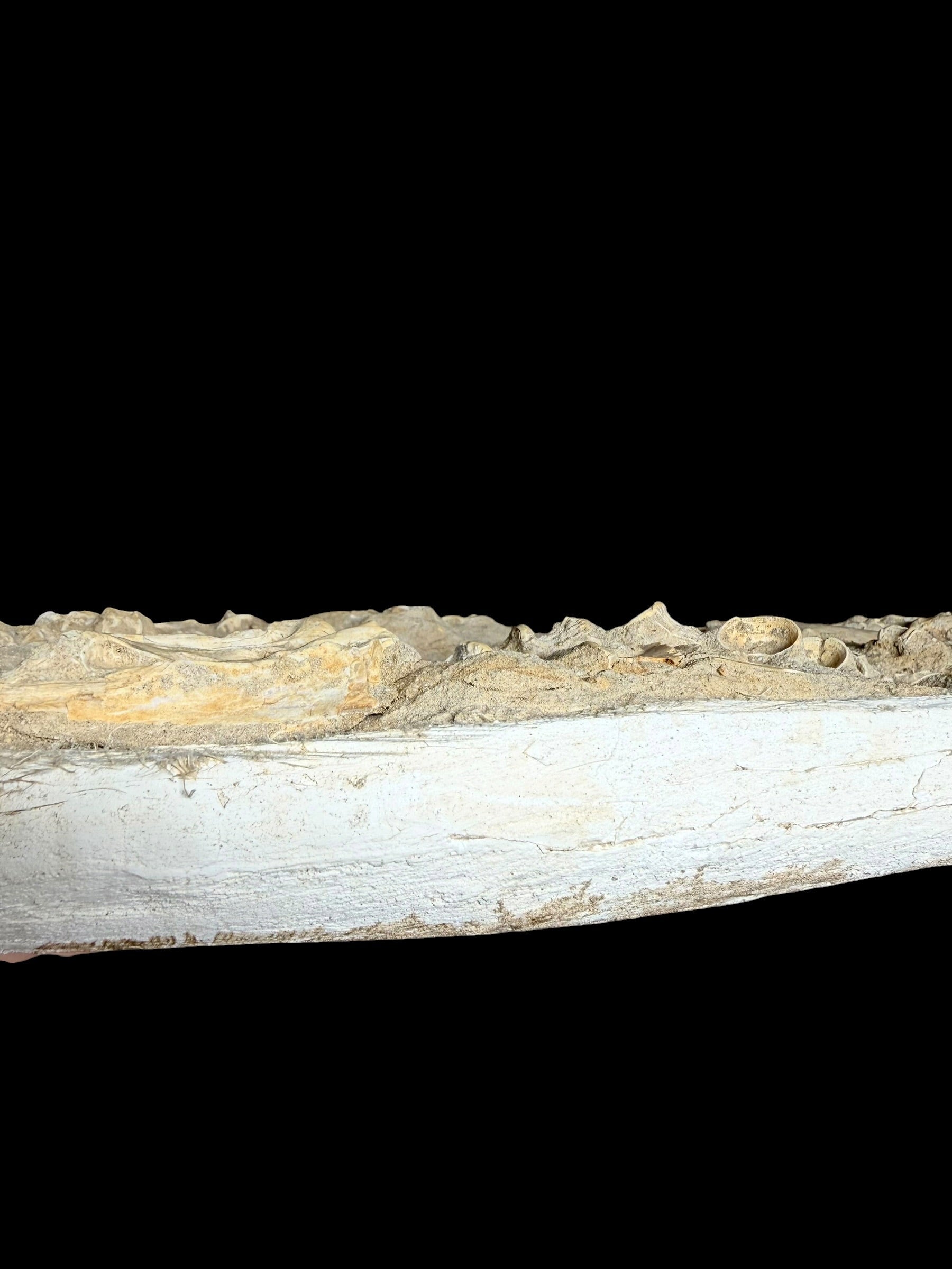 Skeletal Remains of Aquatic Animals – Seafloor – Morocco - TOP03