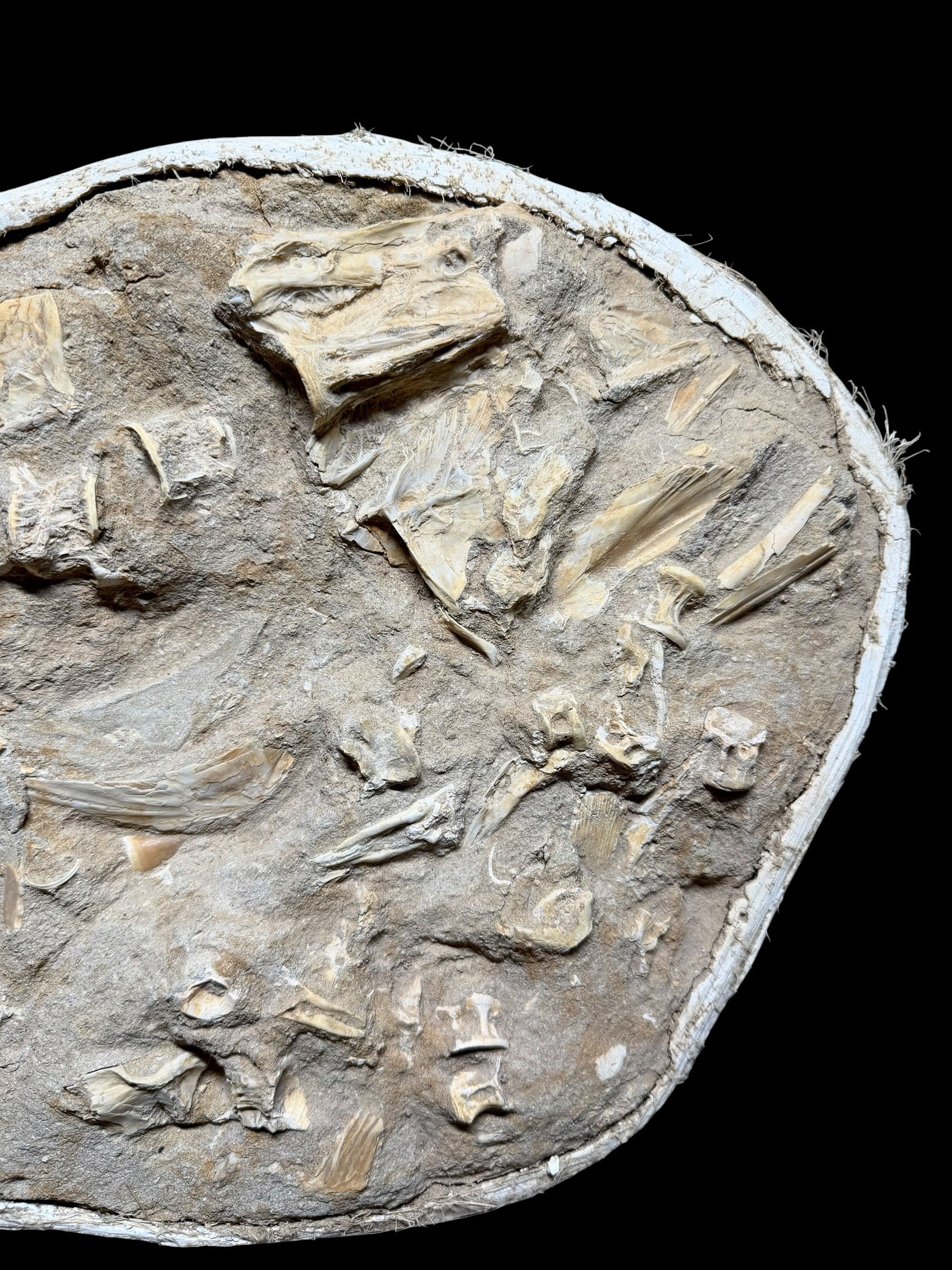 Skeletal Remains of Aquatic Animals – Seafloor – Morocco - TOP03