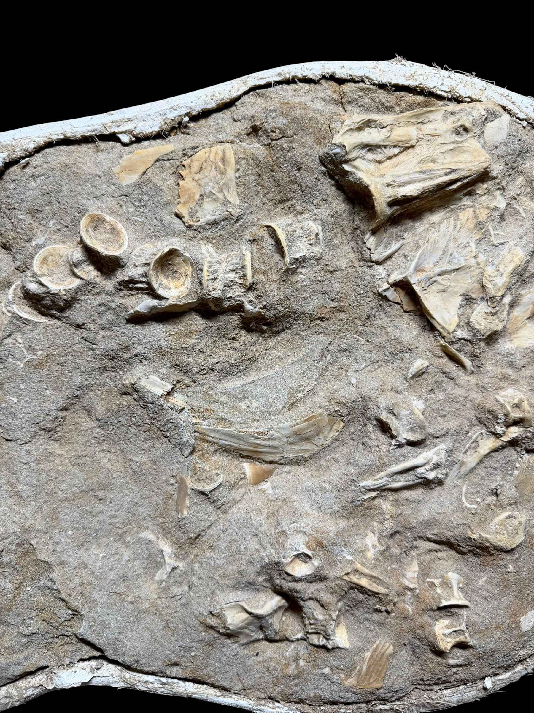 Skeletal Remains of Aquatic Animals – Seafloor – Morocco - TOP03