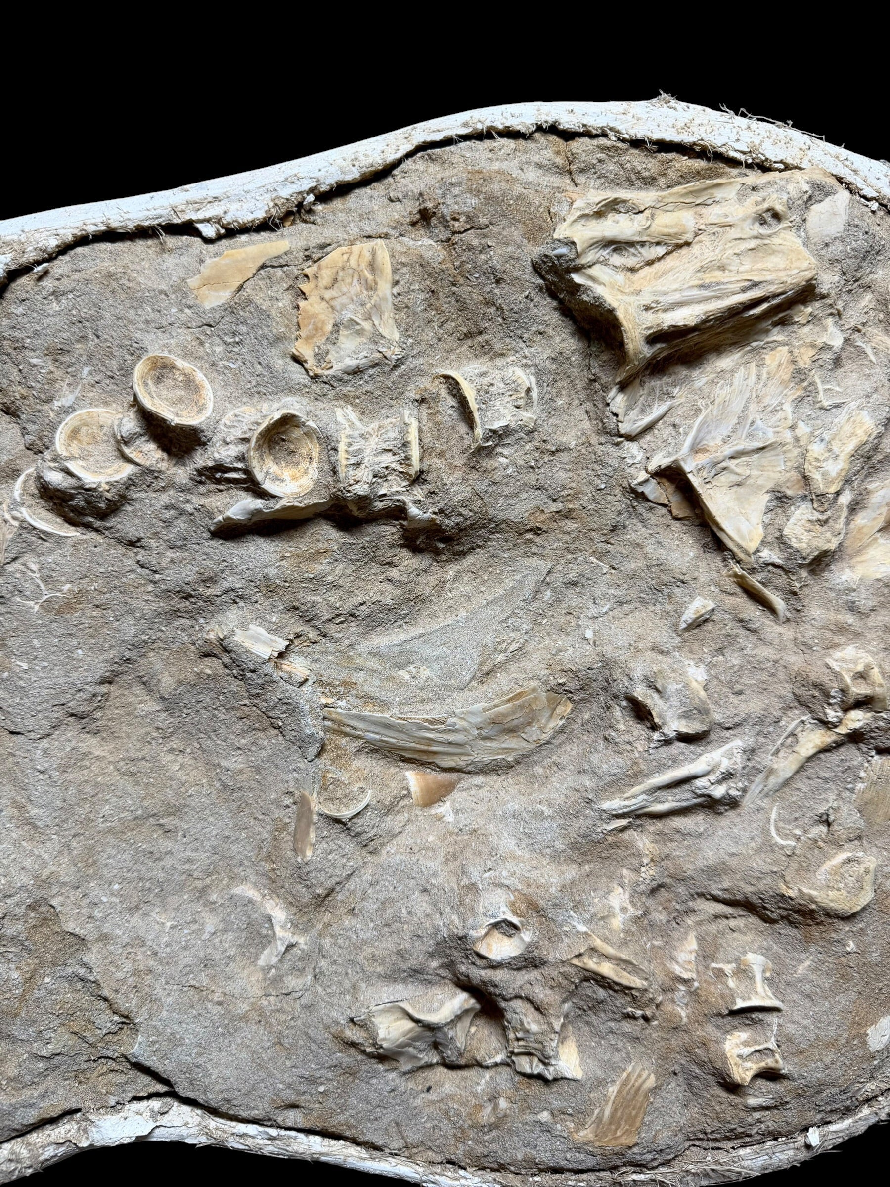 Skeletal Remains of Aquatic Animals – Seafloor – Morocco - TOP03