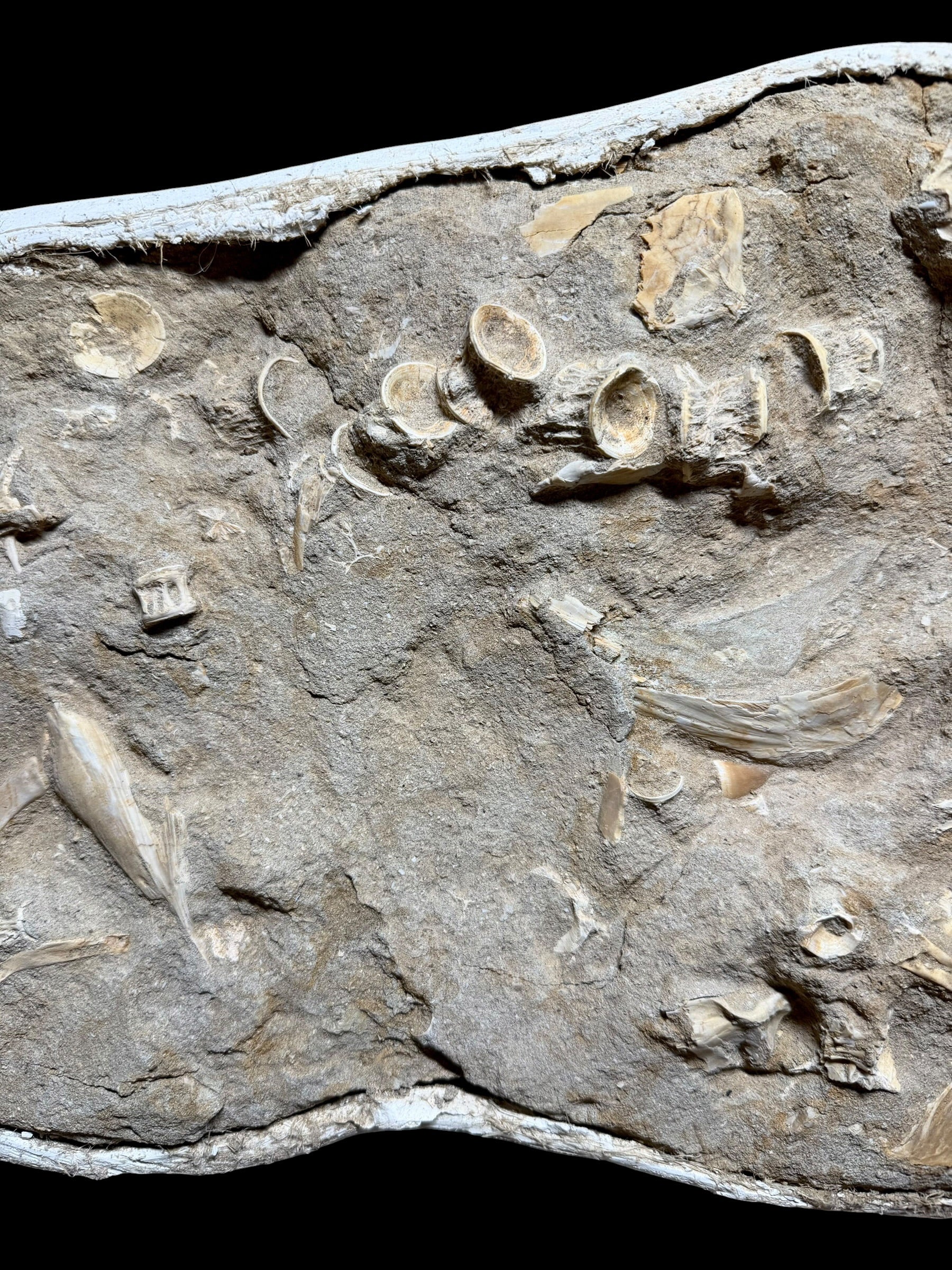 Skeletal Remains of Aquatic Animals – Seafloor – Morocco - TOP03
