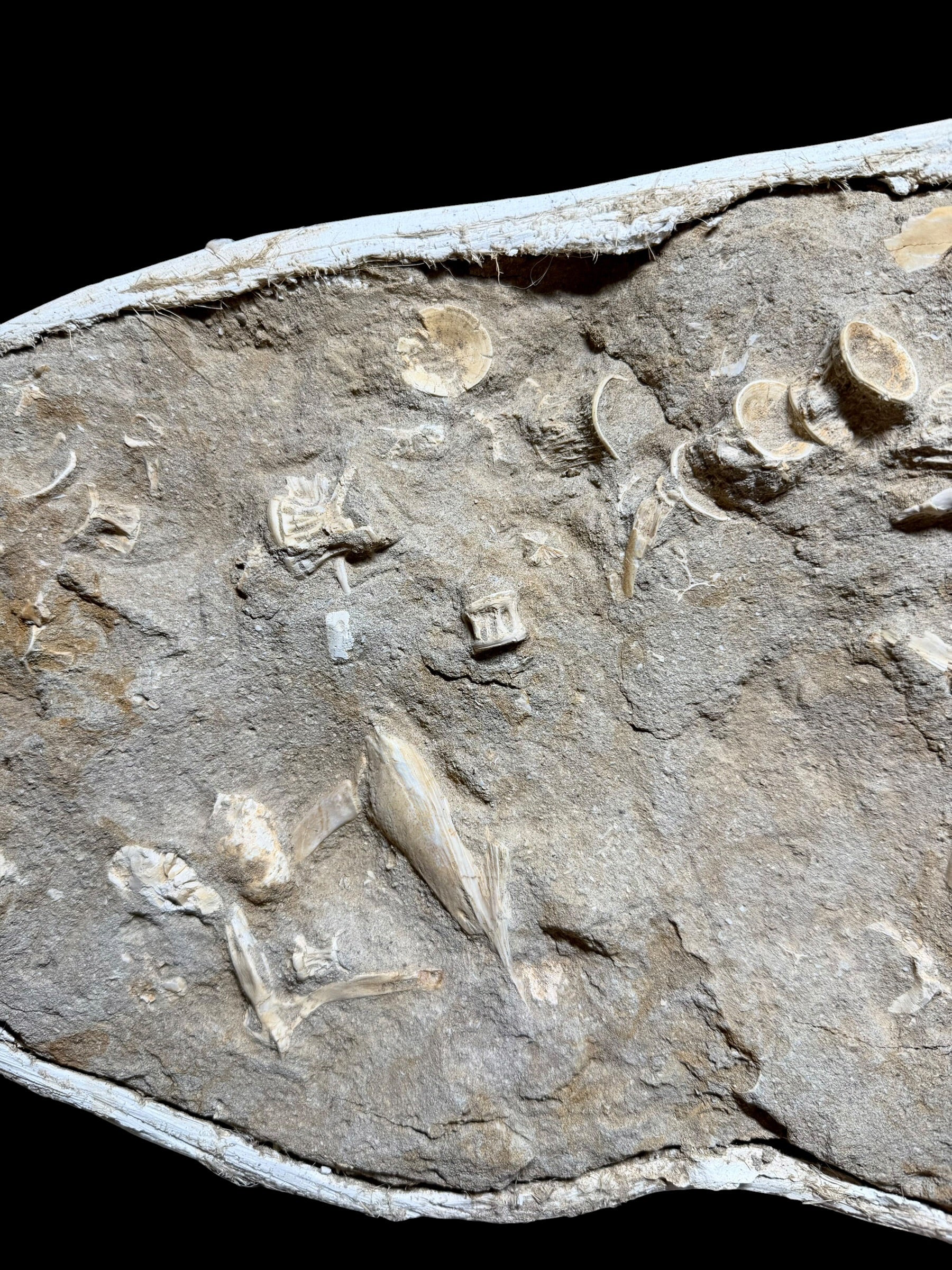 Skeletal Remains of Aquatic Animals – Seafloor – Morocco - TOP03