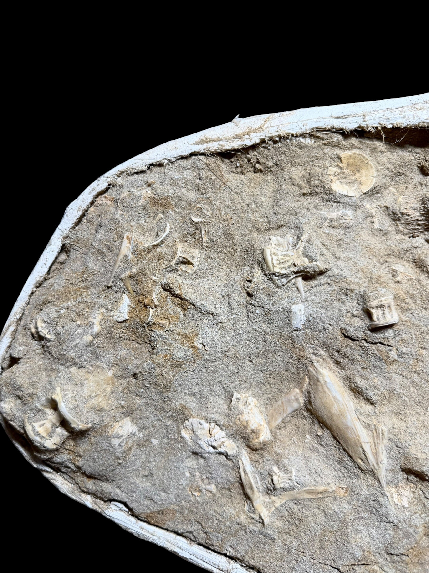 Skeletal Remains of Aquatic Animals – Seafloor – Morocco - TOP03