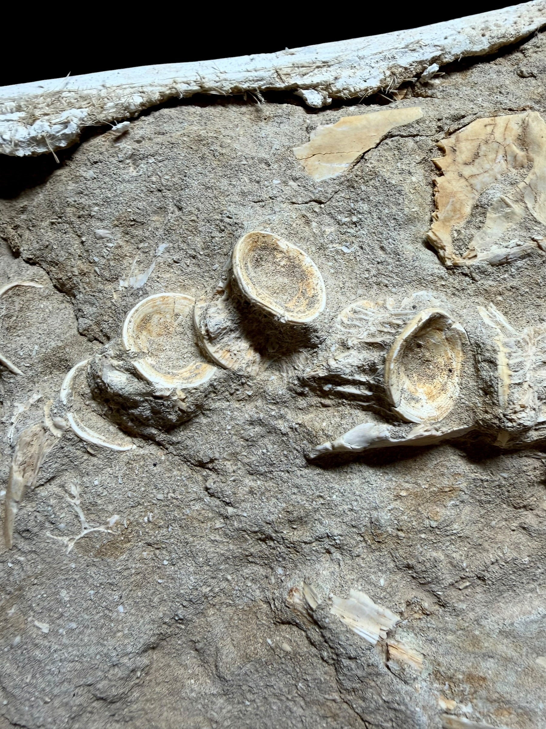 Skeletal Remains of Aquatic Animals – Seafloor – Morocco - TOP03