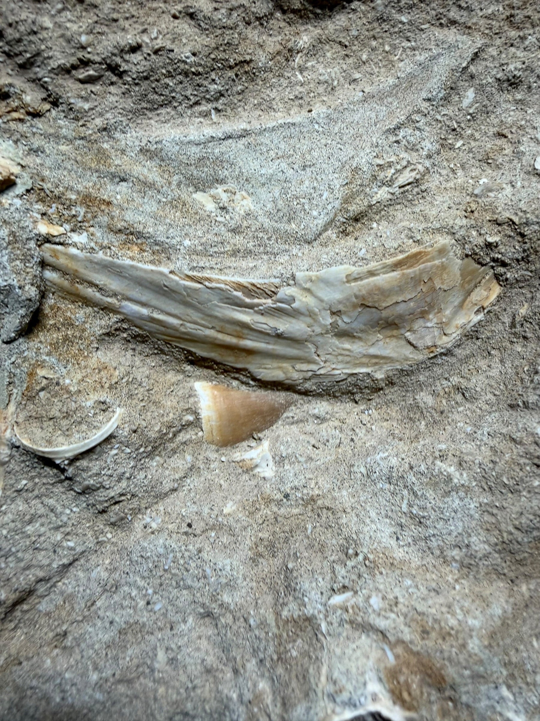Skeletal Remains of Aquatic Animals – Seafloor – Morocco - TOP03