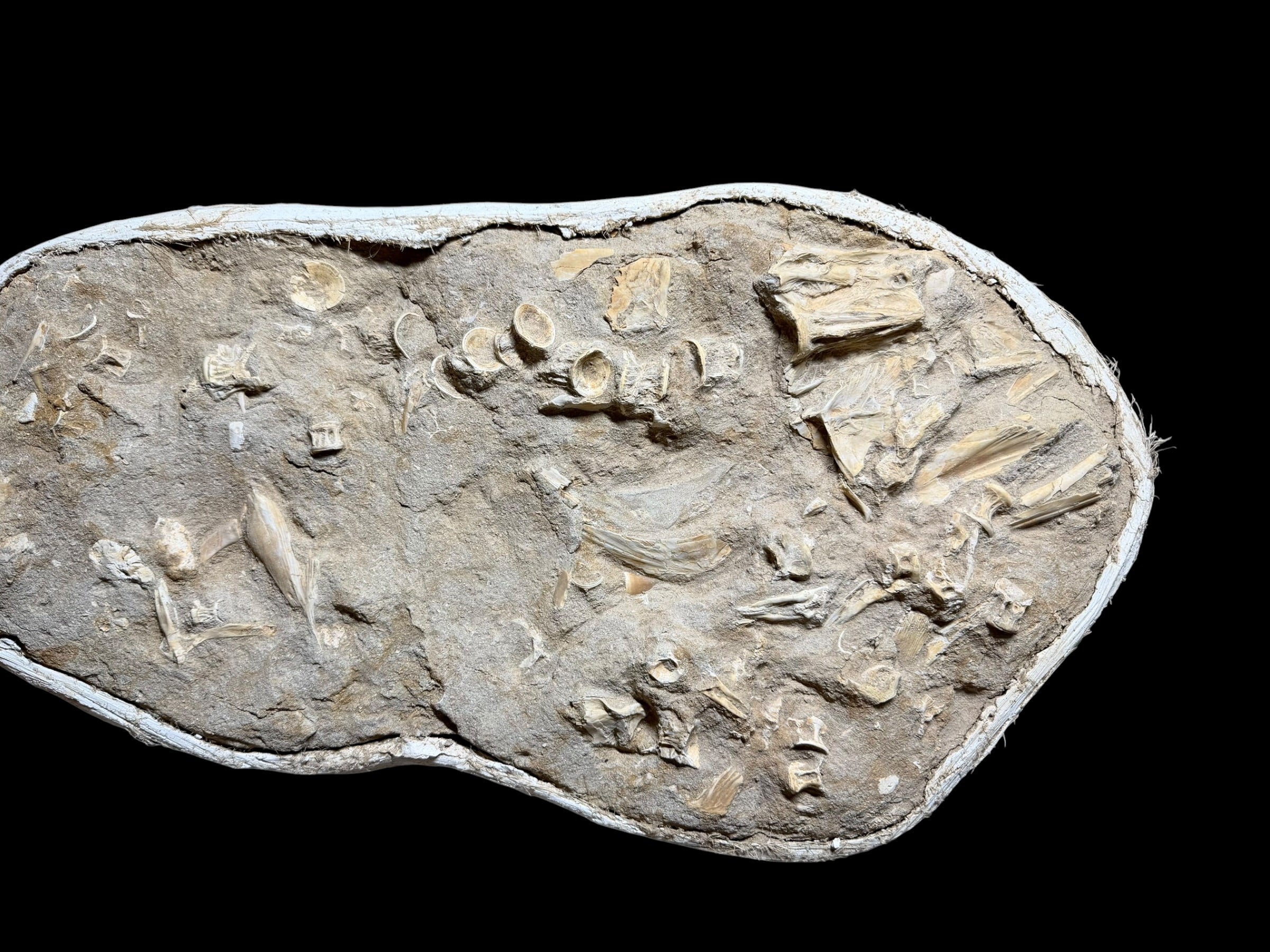 Skeletal Remains of Aquatic Animals – Seafloor – Morocco - TOP03