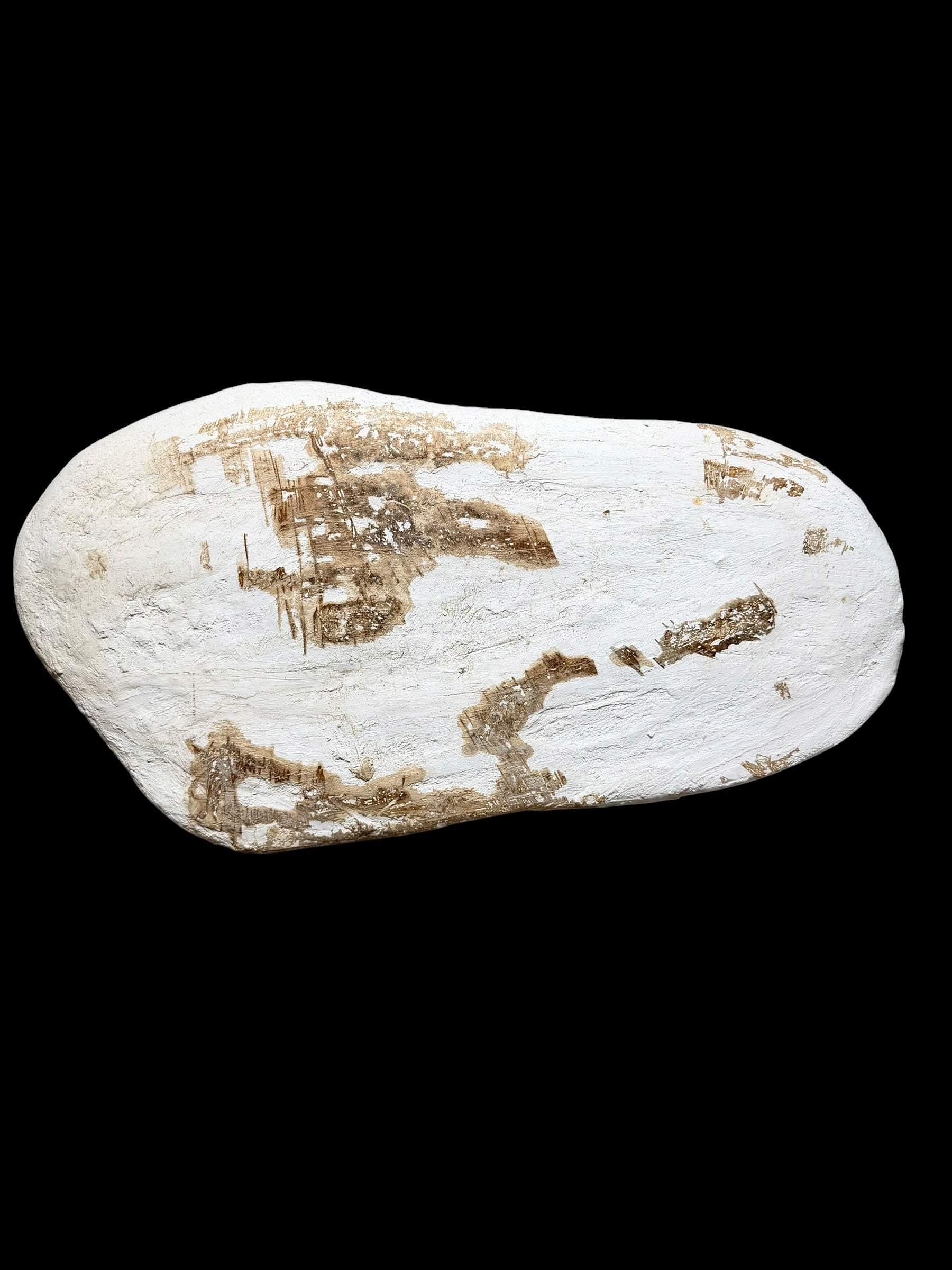 Skeletal Remains of Aquatic Animals – Seafloor – Morocco - TOP03