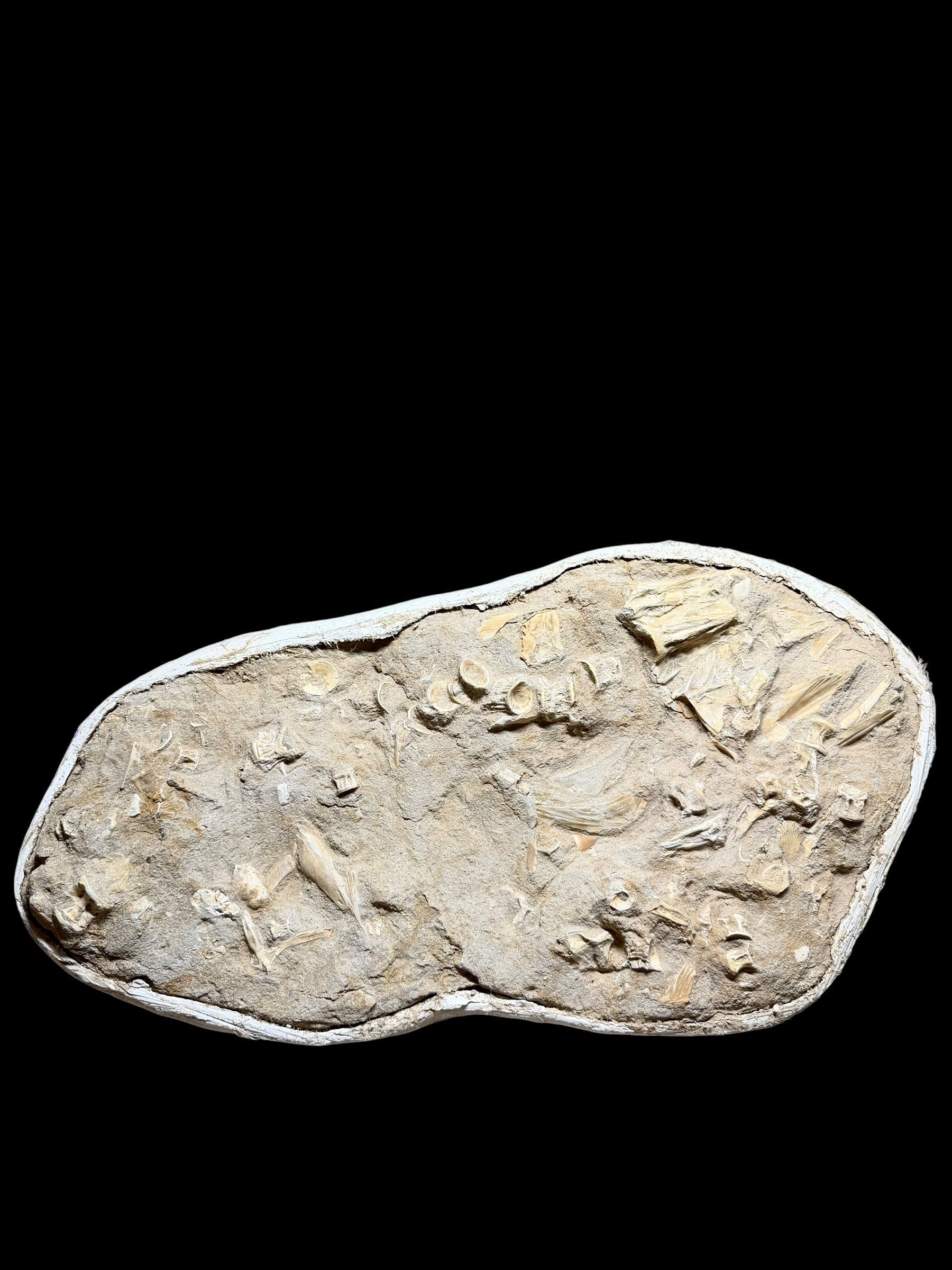 Skeletal Remains of Aquatic Animals – Seafloor – Morocco