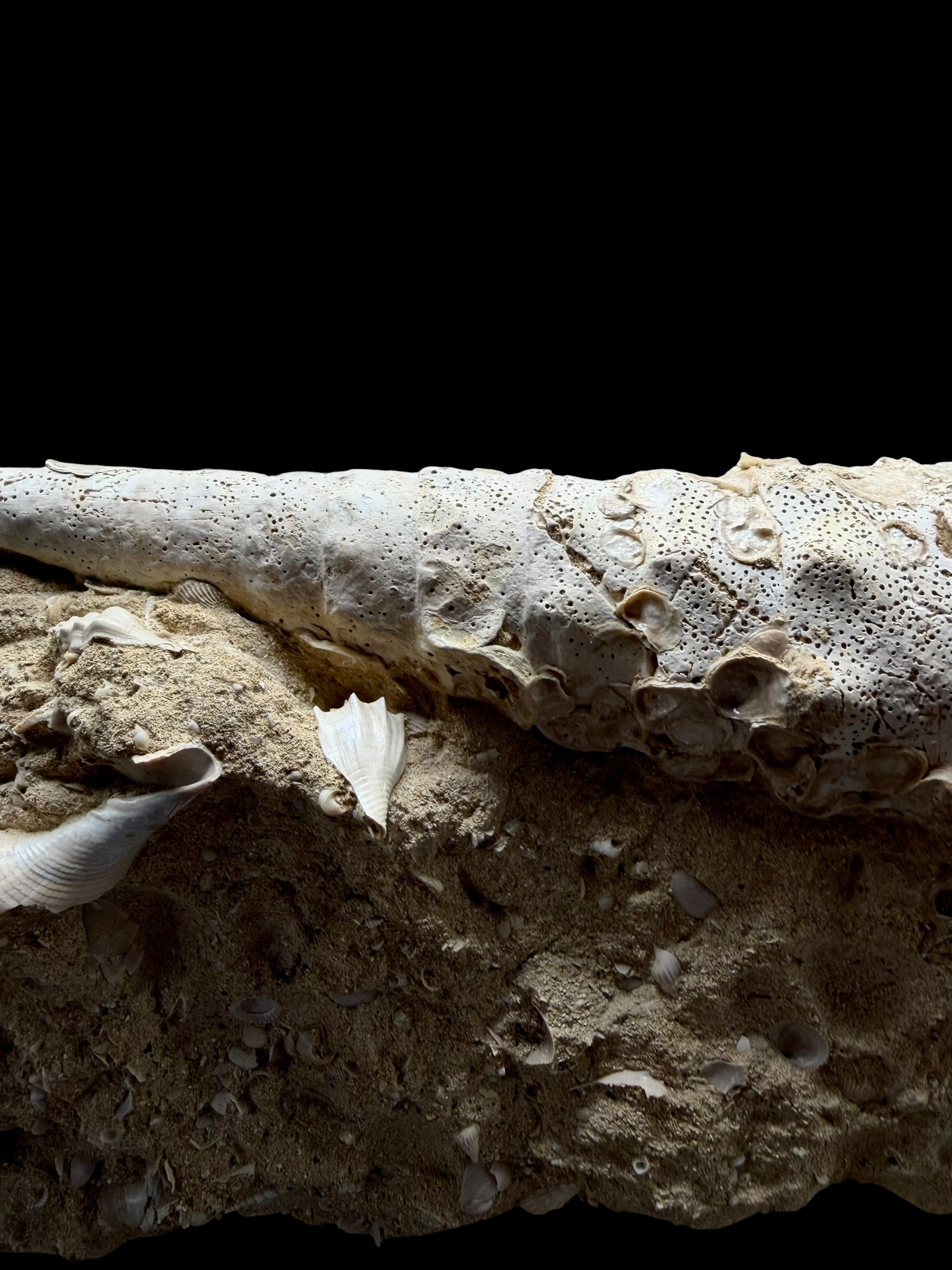 Fossil Shell of the Marine Gastropod Campanile giganteum with Other Gastropods – France - TOP04