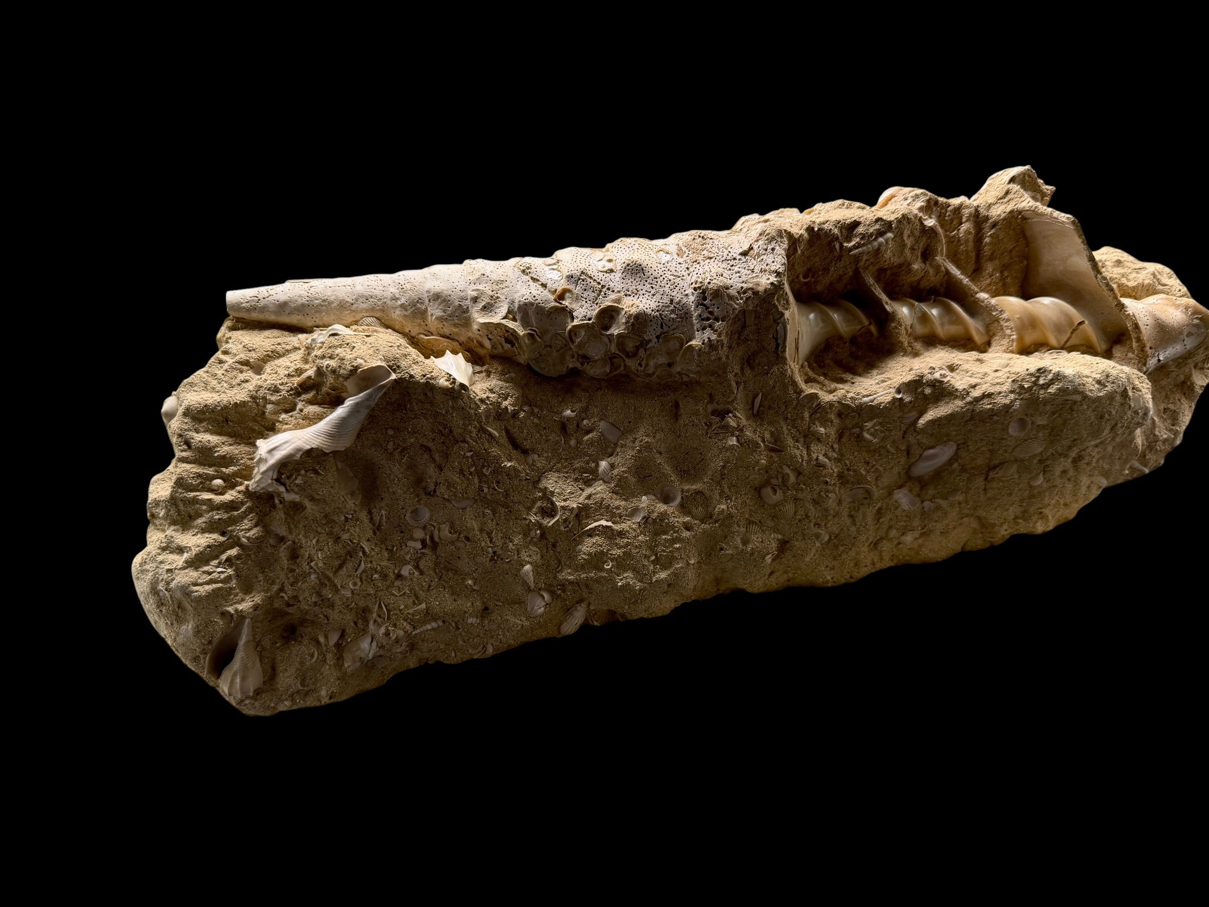 Fossil Shell of the Marine Gastropod Campanile giganteum with Other Gastropods – France - TOP04