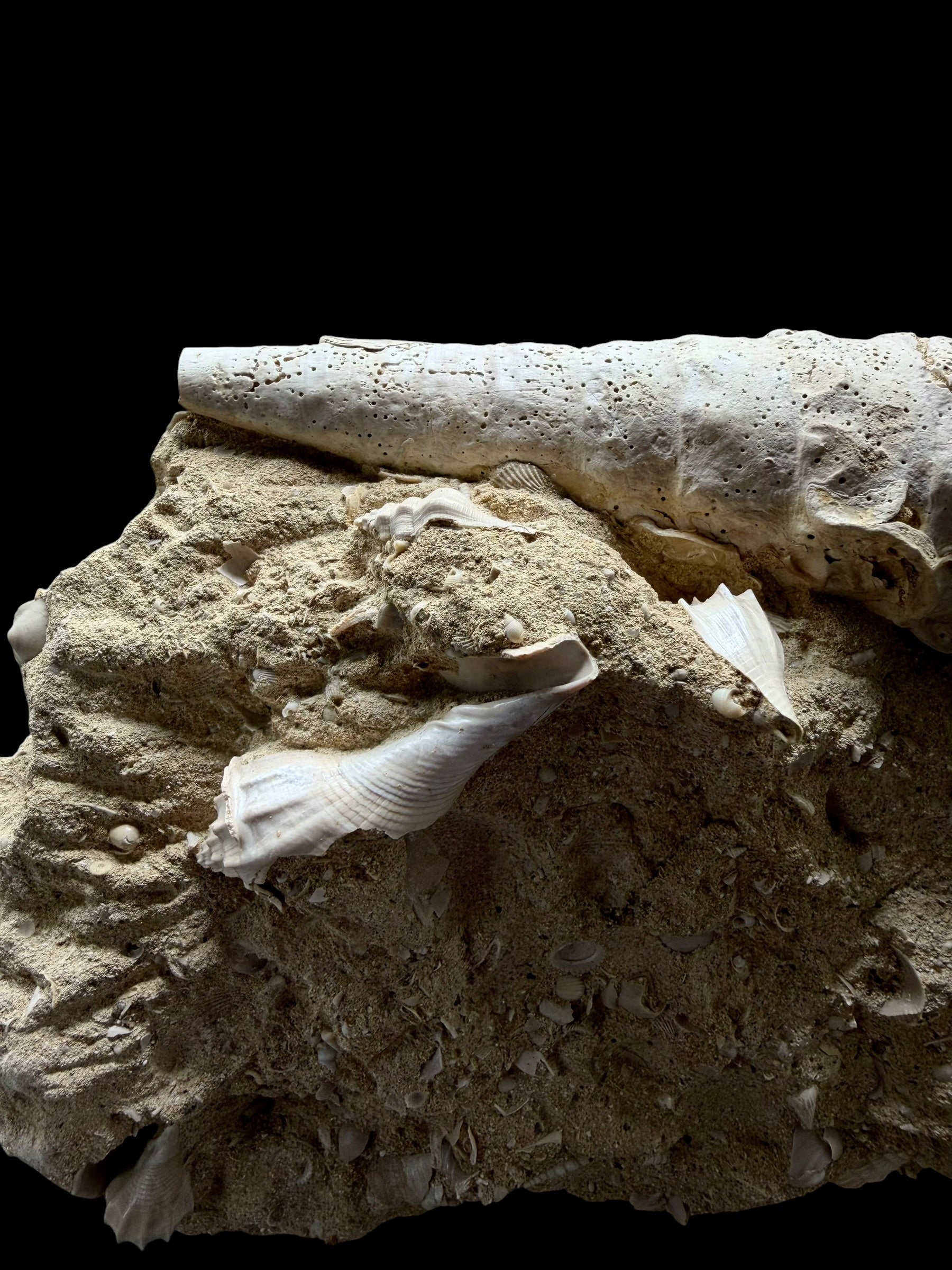 Fossil Shell of the Marine Gastropod Campanile giganteum with Other Gastropods – France - TOP04
