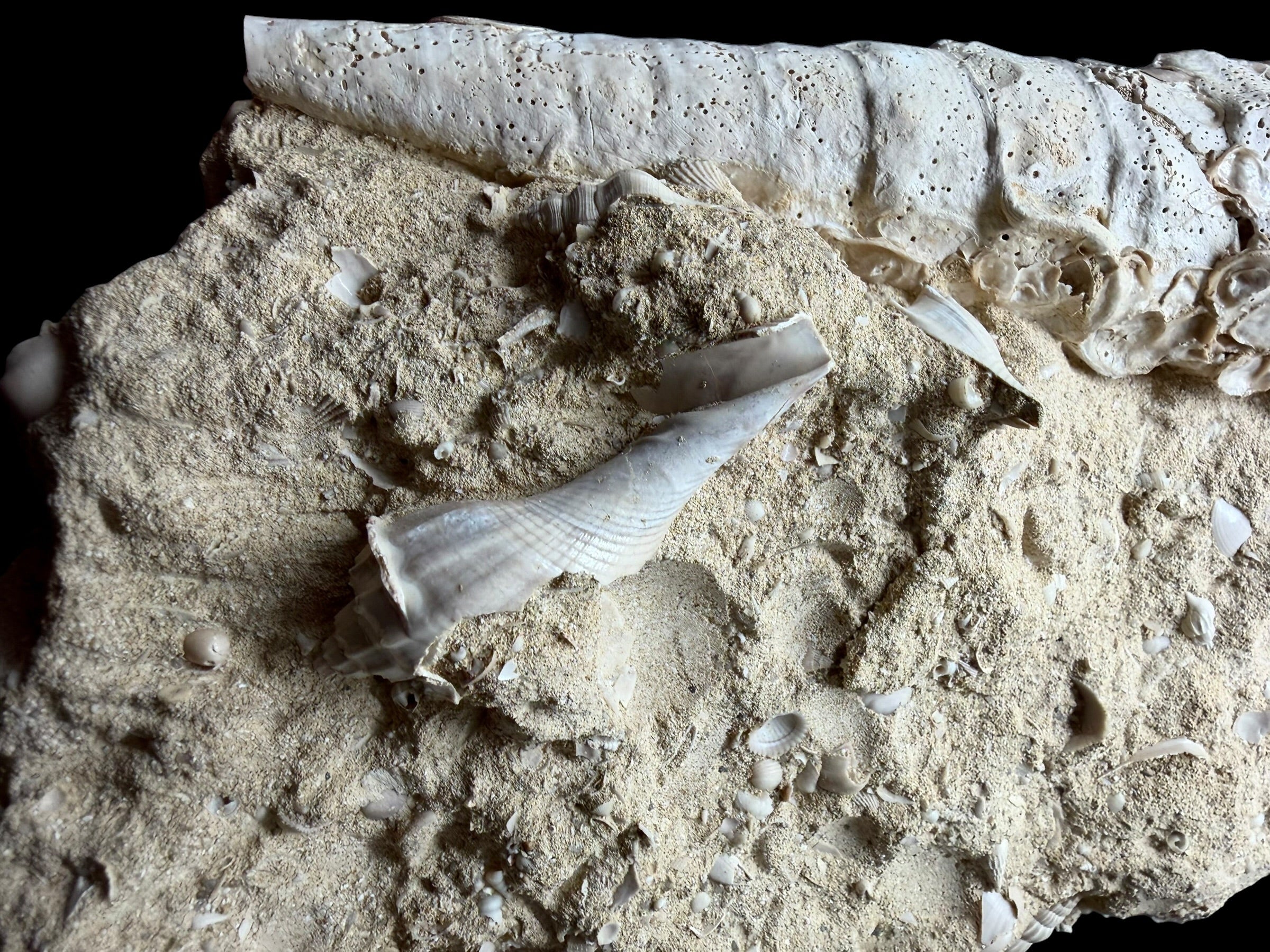 Fossil Shell of the Marine Gastropod Campanile giganteum with Other Gastropods – France - TOP04