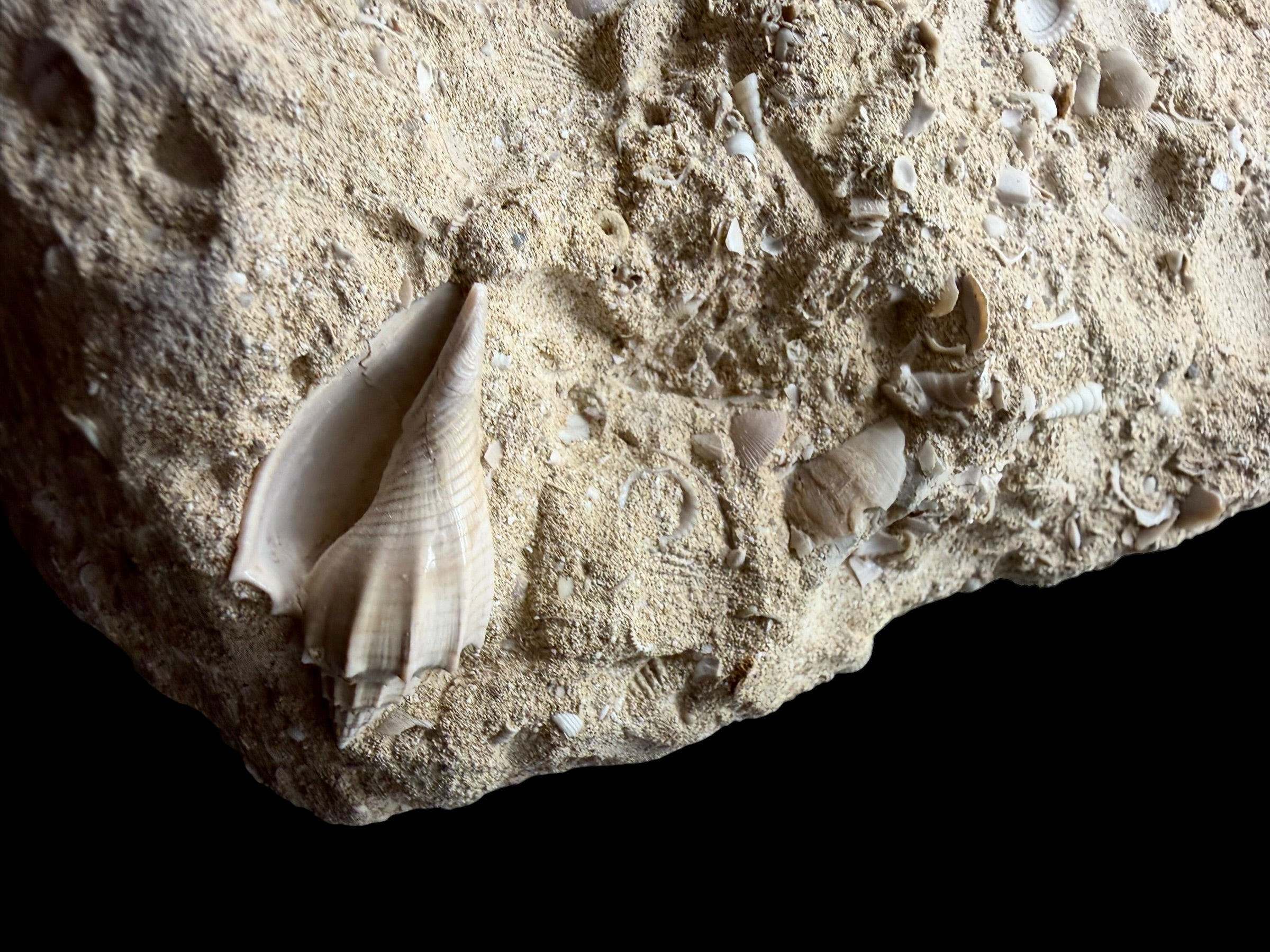 Fossil Shell of the Marine Gastropod Campanile giganteum with Other Gastropods – France - TOP04