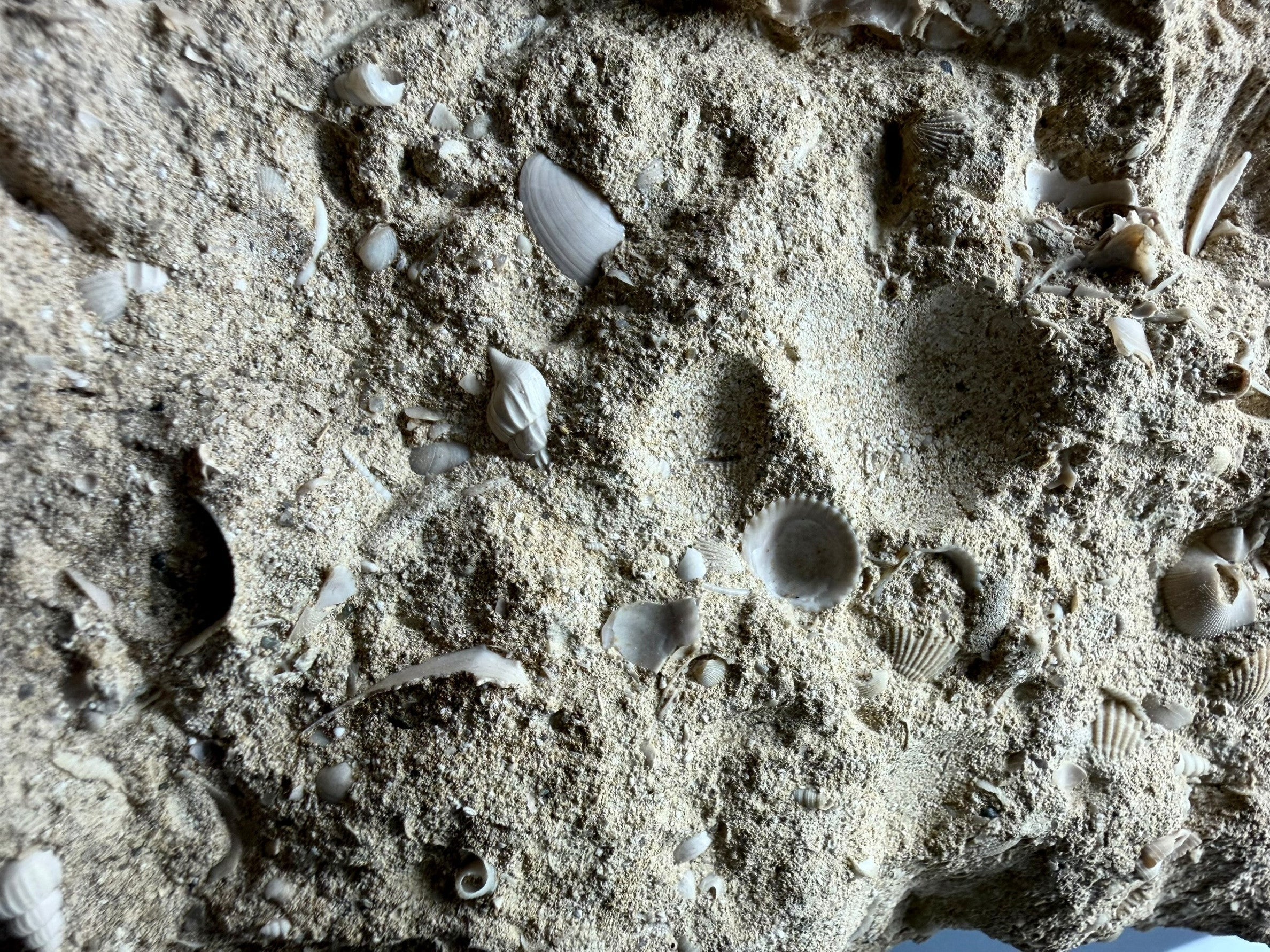 Fossil Shell of the Marine Gastropod Campanile giganteum with Other Gastropods – France - TOP04