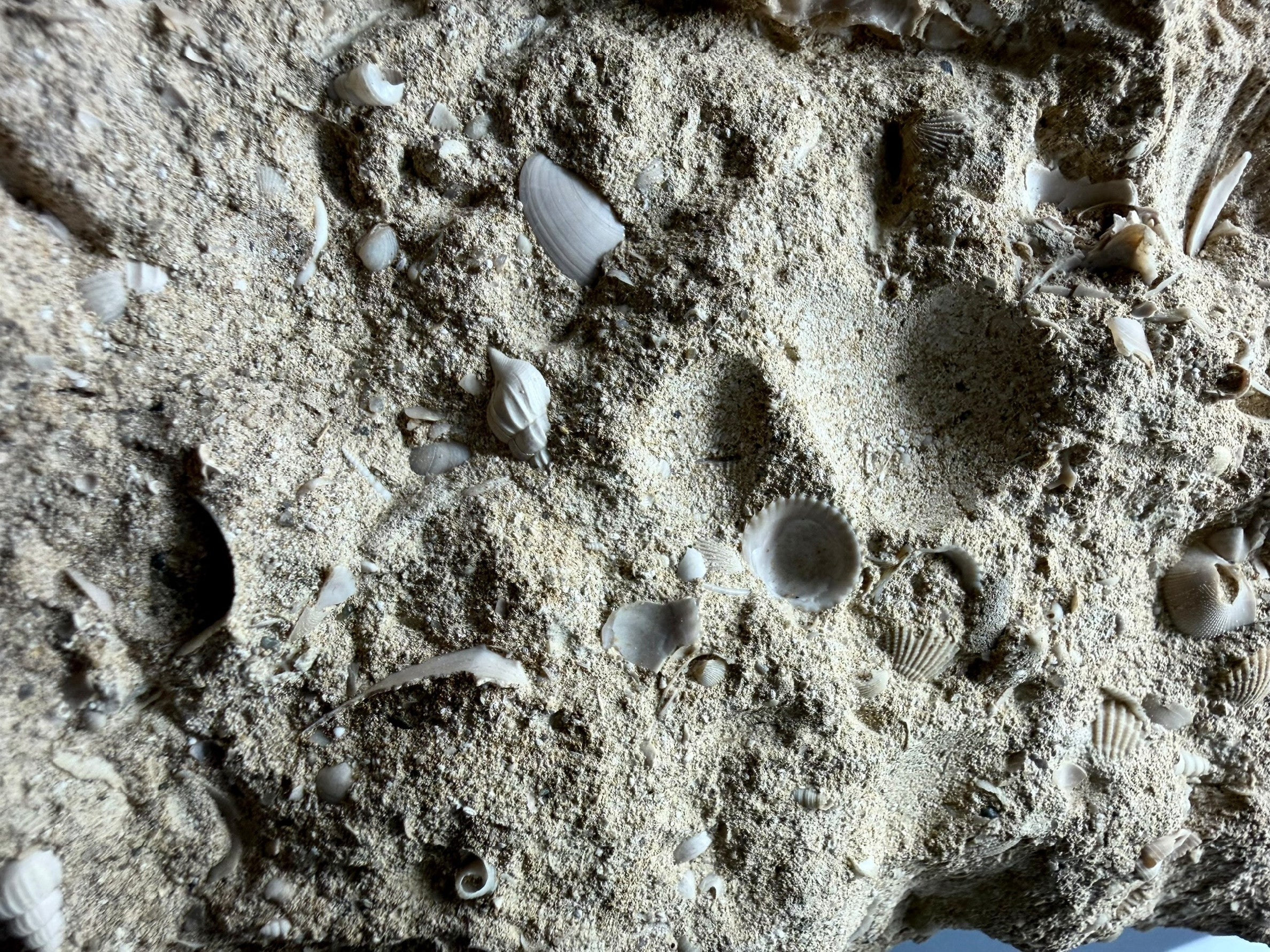 Fossil Shell of the Marine Gastropod Campanile giganteum with Other Gastropods – France - TOP04