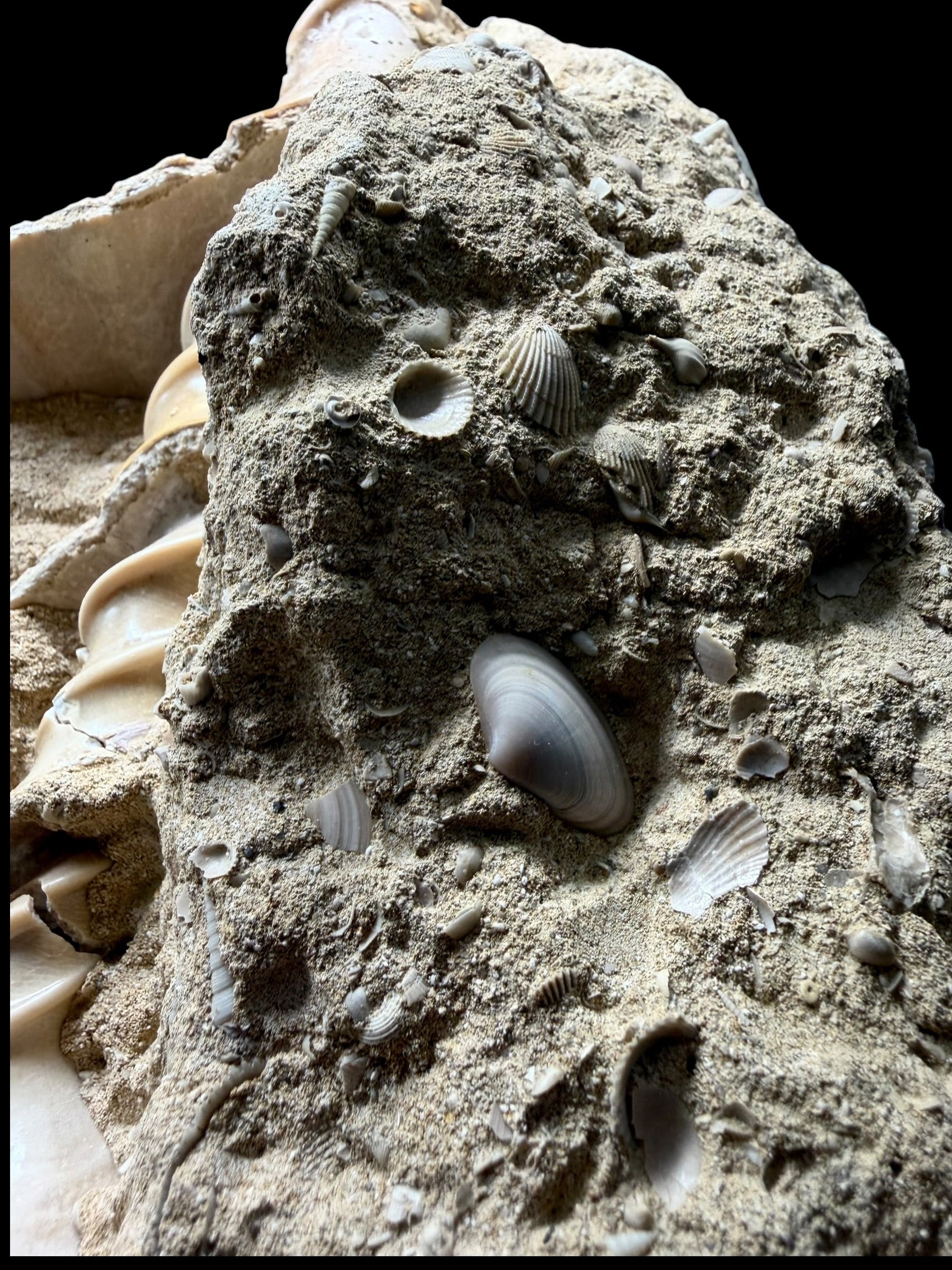 Fossil Shell of the Marine Gastropod Campanile giganteum with Other Gastropods – France - TOP04
