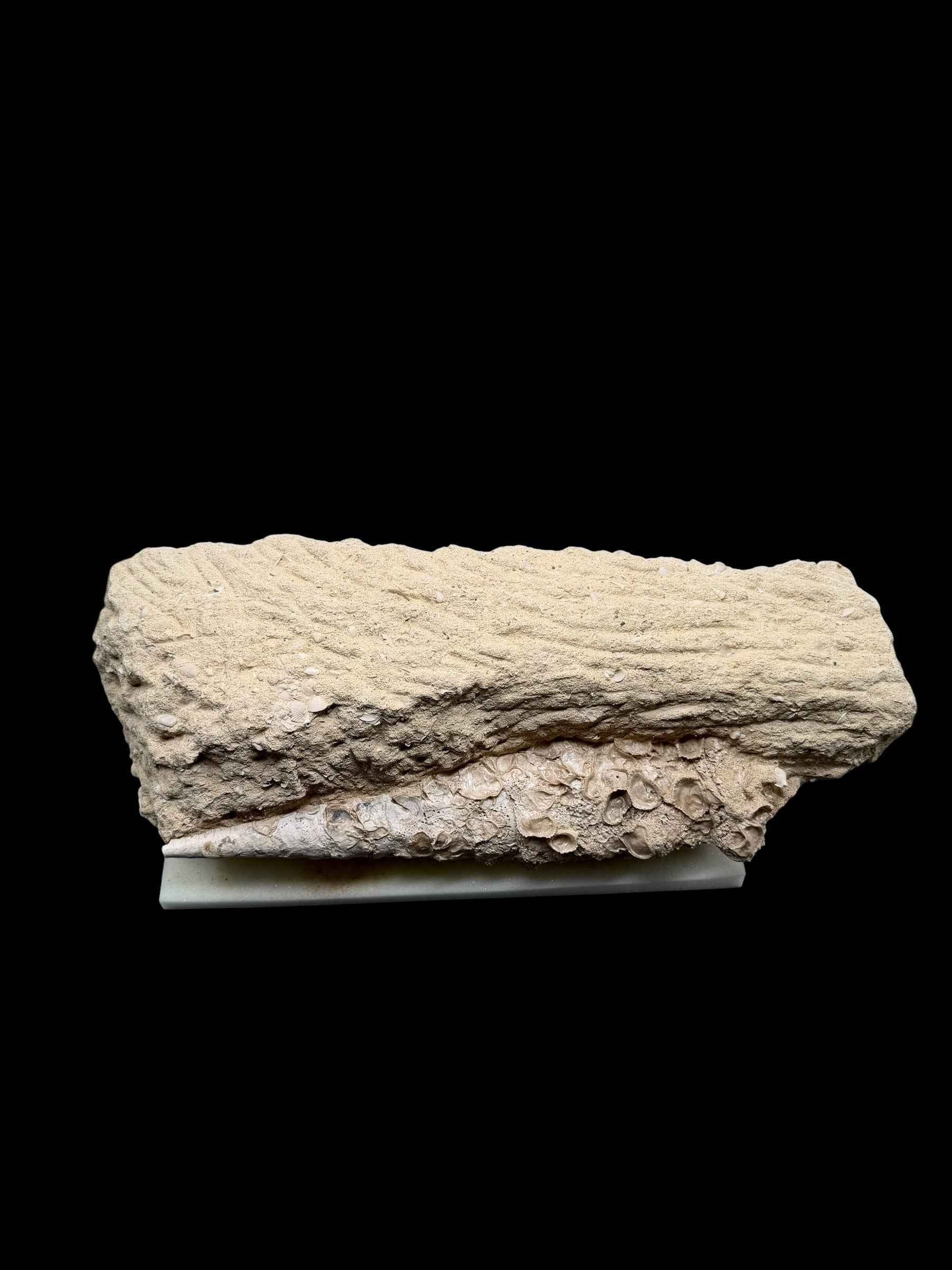 Fossil Shell of the Marine Gastropod Campanile giganteum with Altro Gastropods – France - TOP04