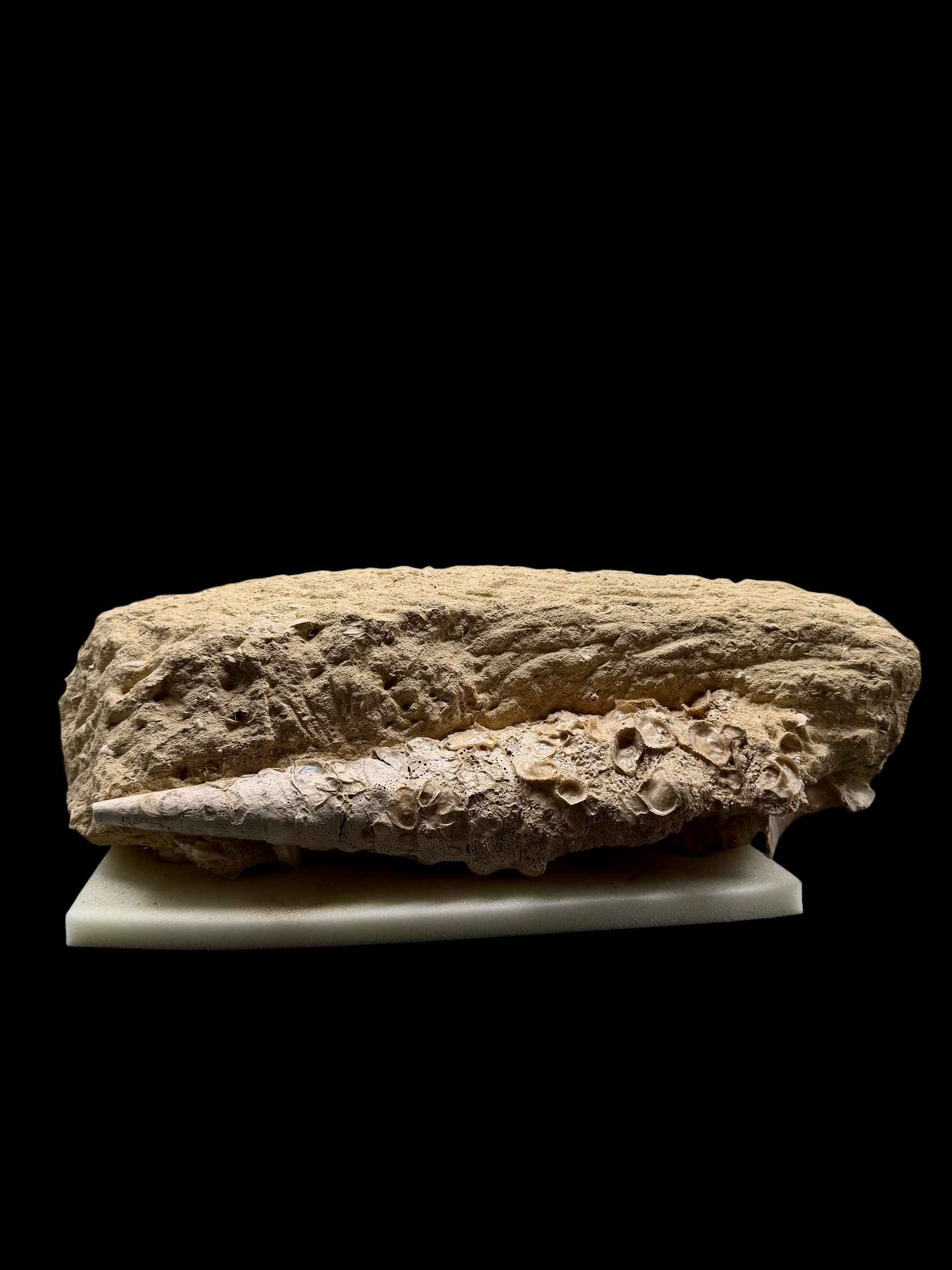 Fossil Shell of the Marine Gastropod Campanile giganteum with Altro Gastropods – France - TOP04
