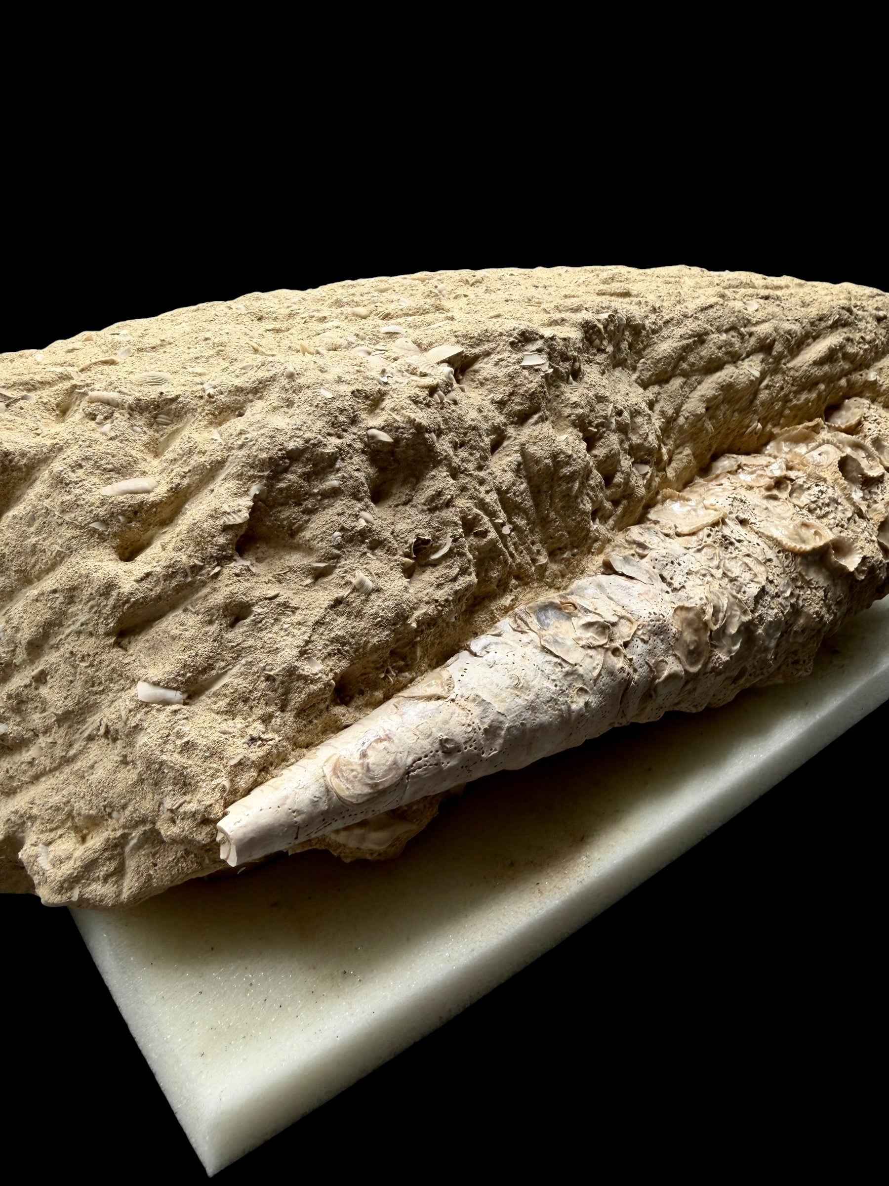 Fossil Shell of the Marine Gastropod Campanile giganteum with Altro Gastropods – France - TOP04