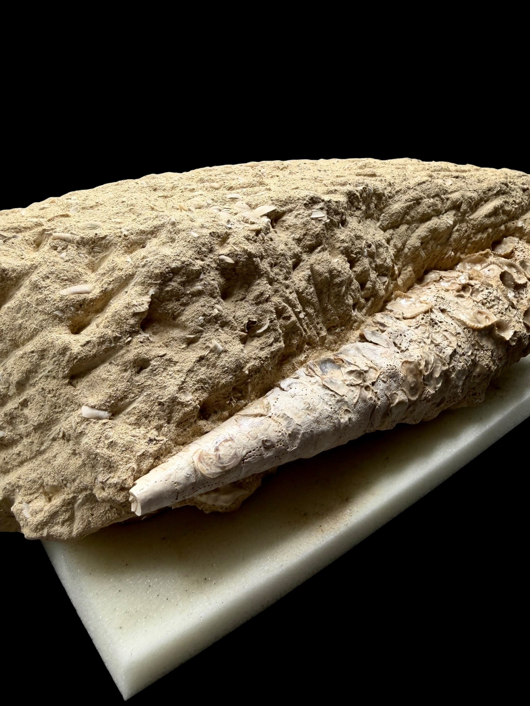Fossil Shell of the Marine Gastropod Campanile giganteum with Other Gastropods – France - TOP04