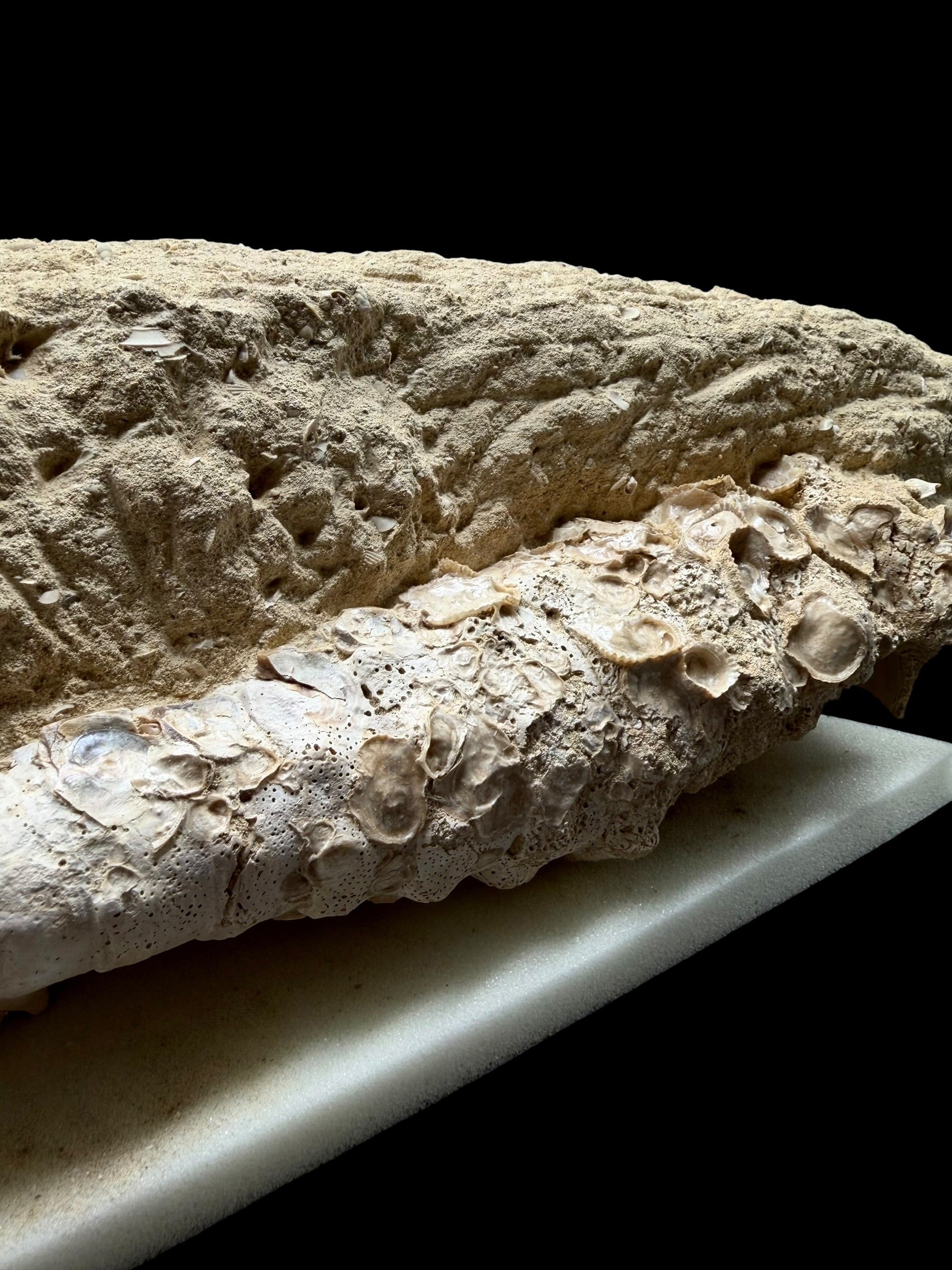 Fossil Shell of the Marine Gastropod Campanile giganteum with Other Gastropods – France - TOP04