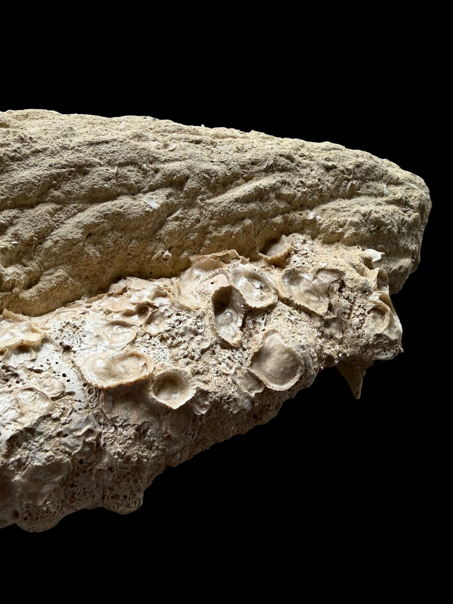 Fossil Shell of the Marine Gastropod Campanile giganteum with Other Gastropods – France - TOP04