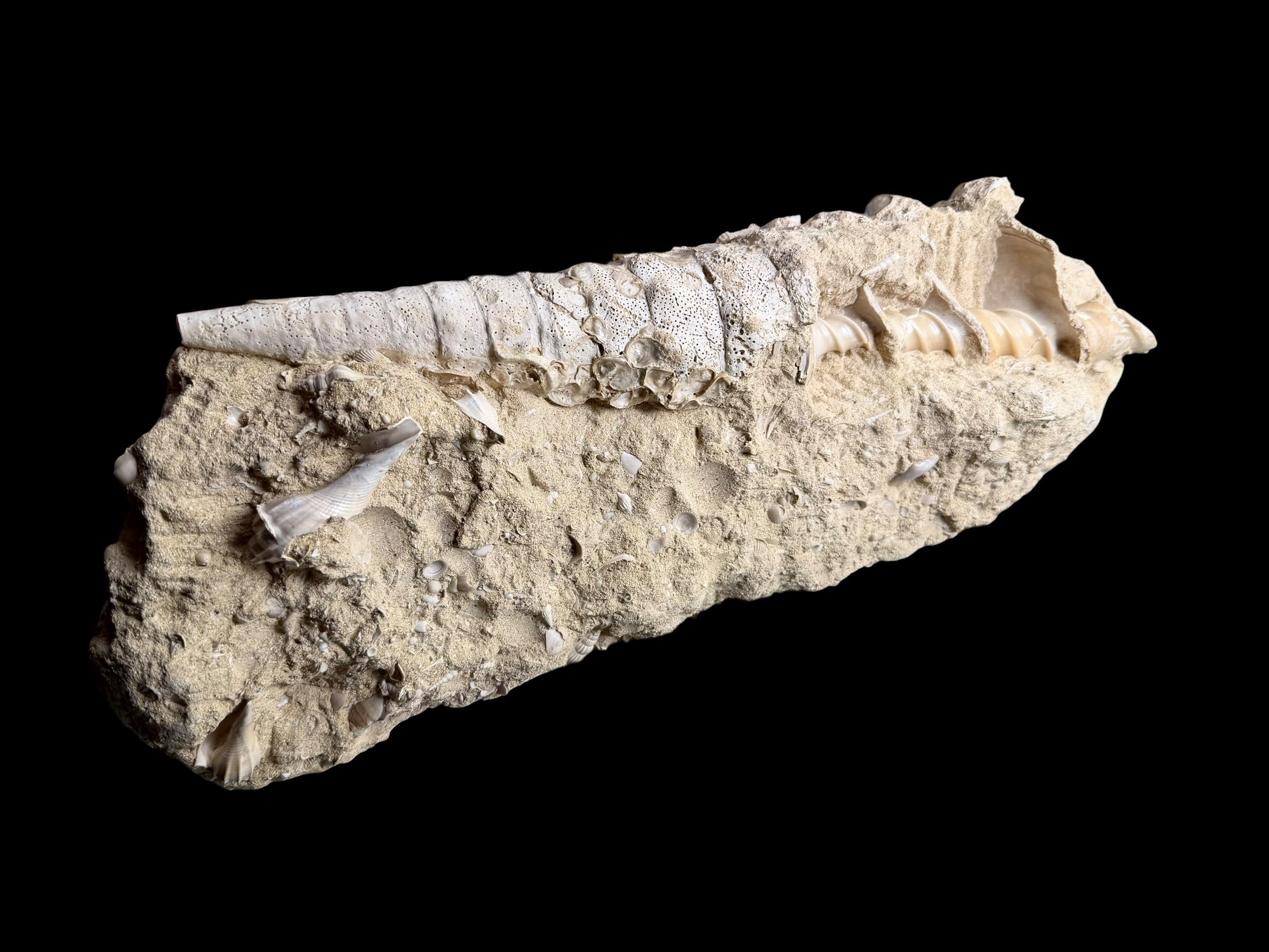 Fossil Shell of the Marine Gastropod Campanile giganteum with Other Gastropods – France - TOP04