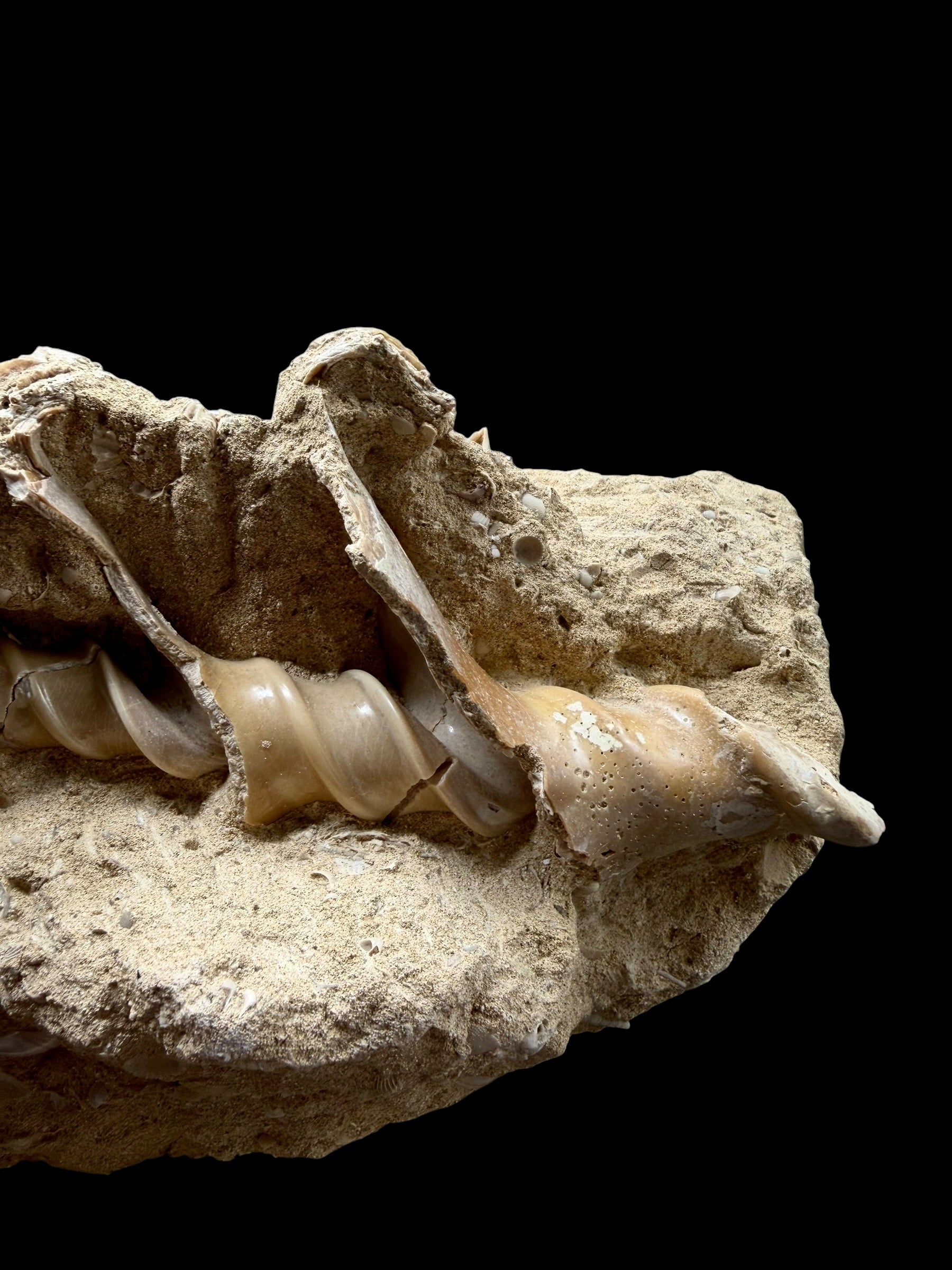 Fossil Shell of the Marine Gastropod Campanile giganteum with Other Gastropods – France - TOP04