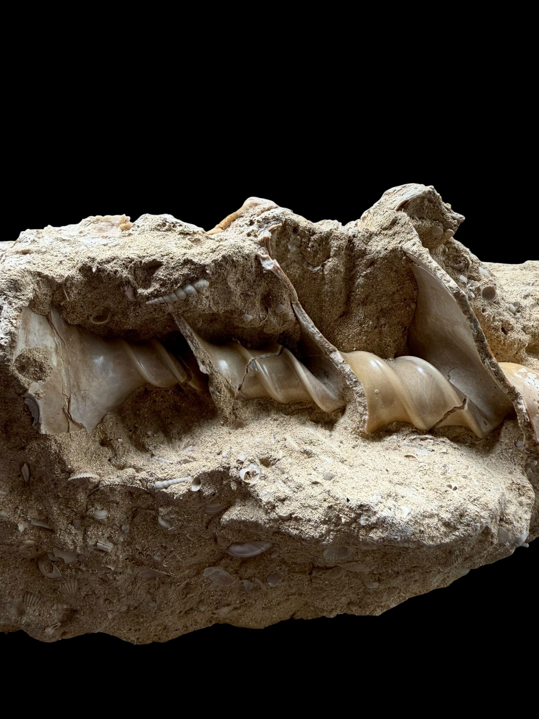 Fossil Shell of the Marine Gastropod Campanile giganteum with Other Gastropods – France - TOP04