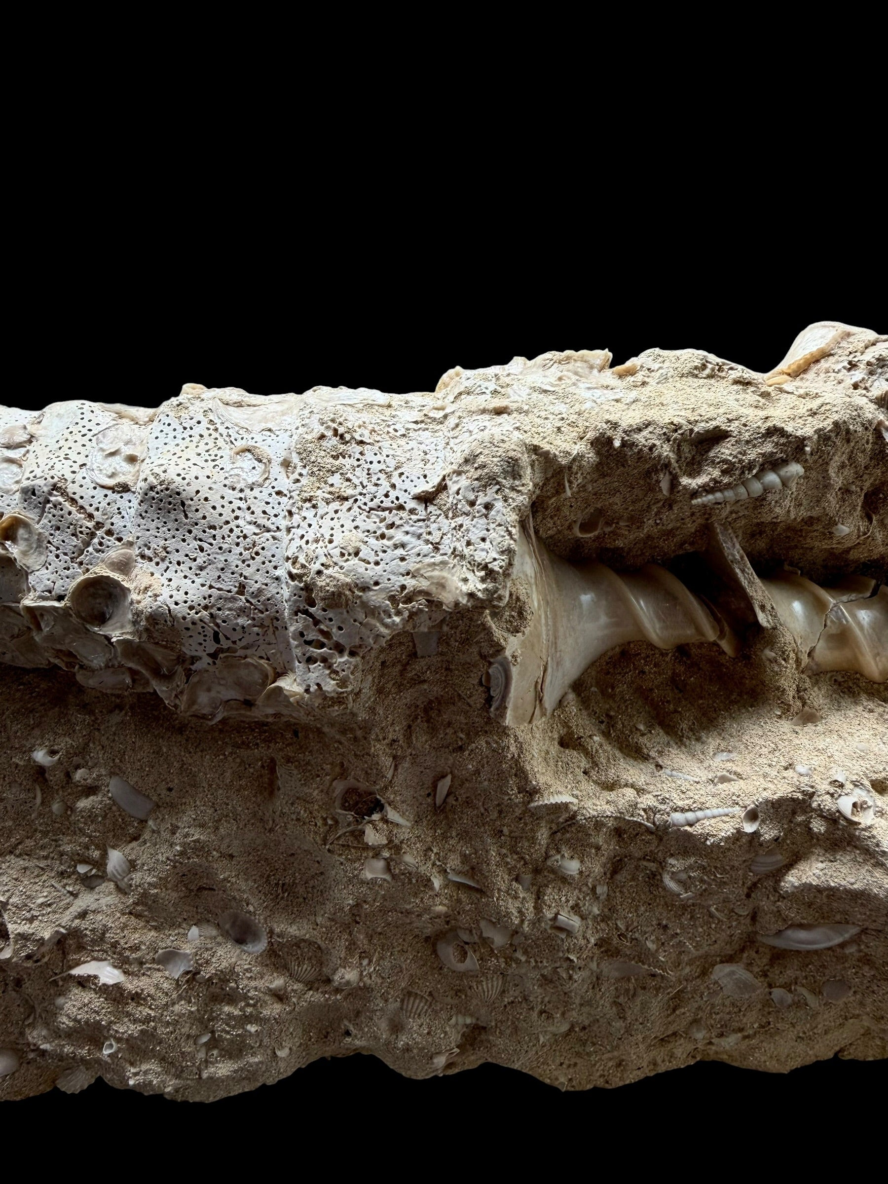 Fossil Shell of the Marine Gastropod Campanile giganteum with Other Gastropods – France - TOP04