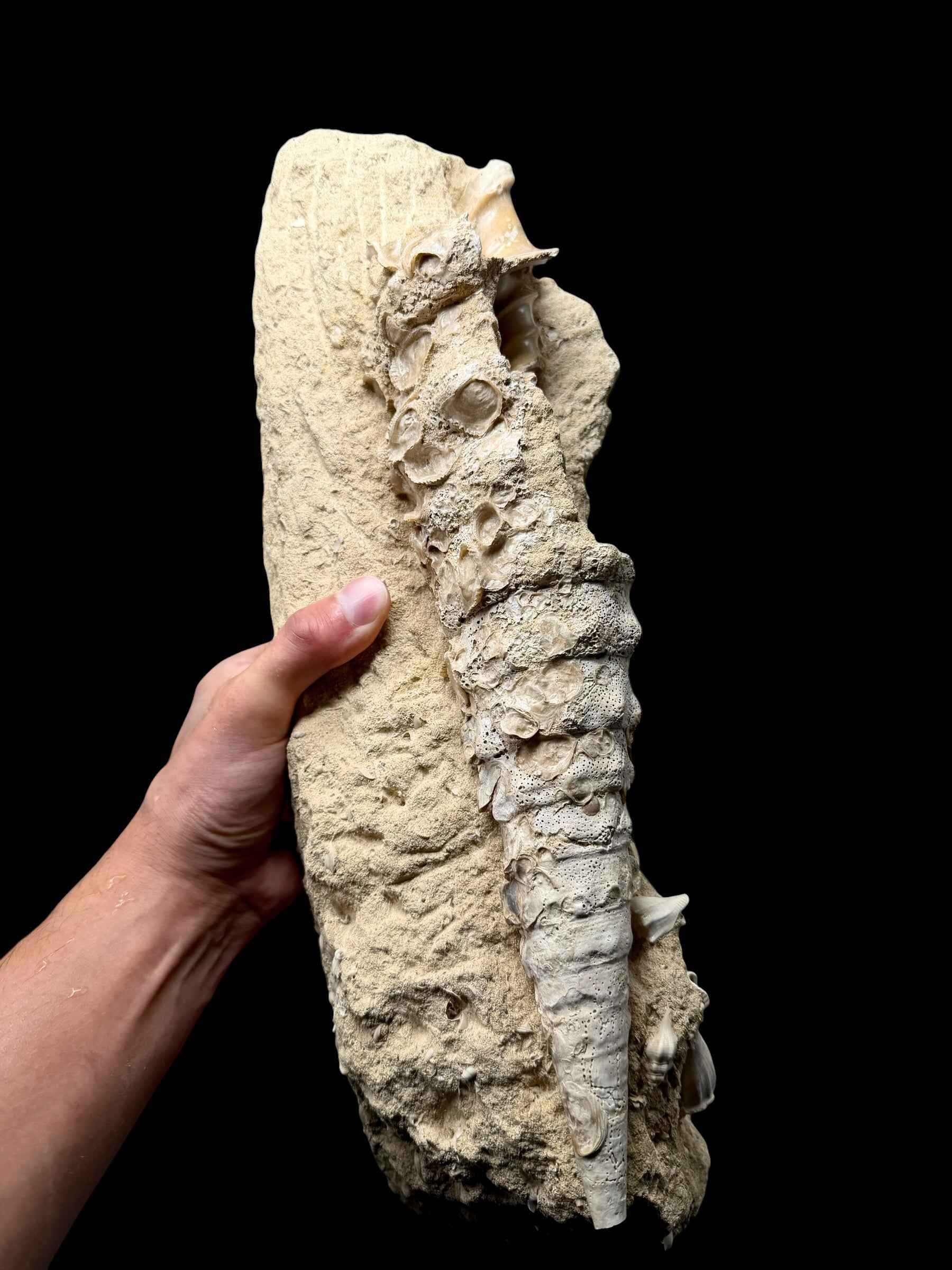 Fossil Shell of the Marine Gastropod Campanile giganteum with Altro Gastropods – France - TOP04