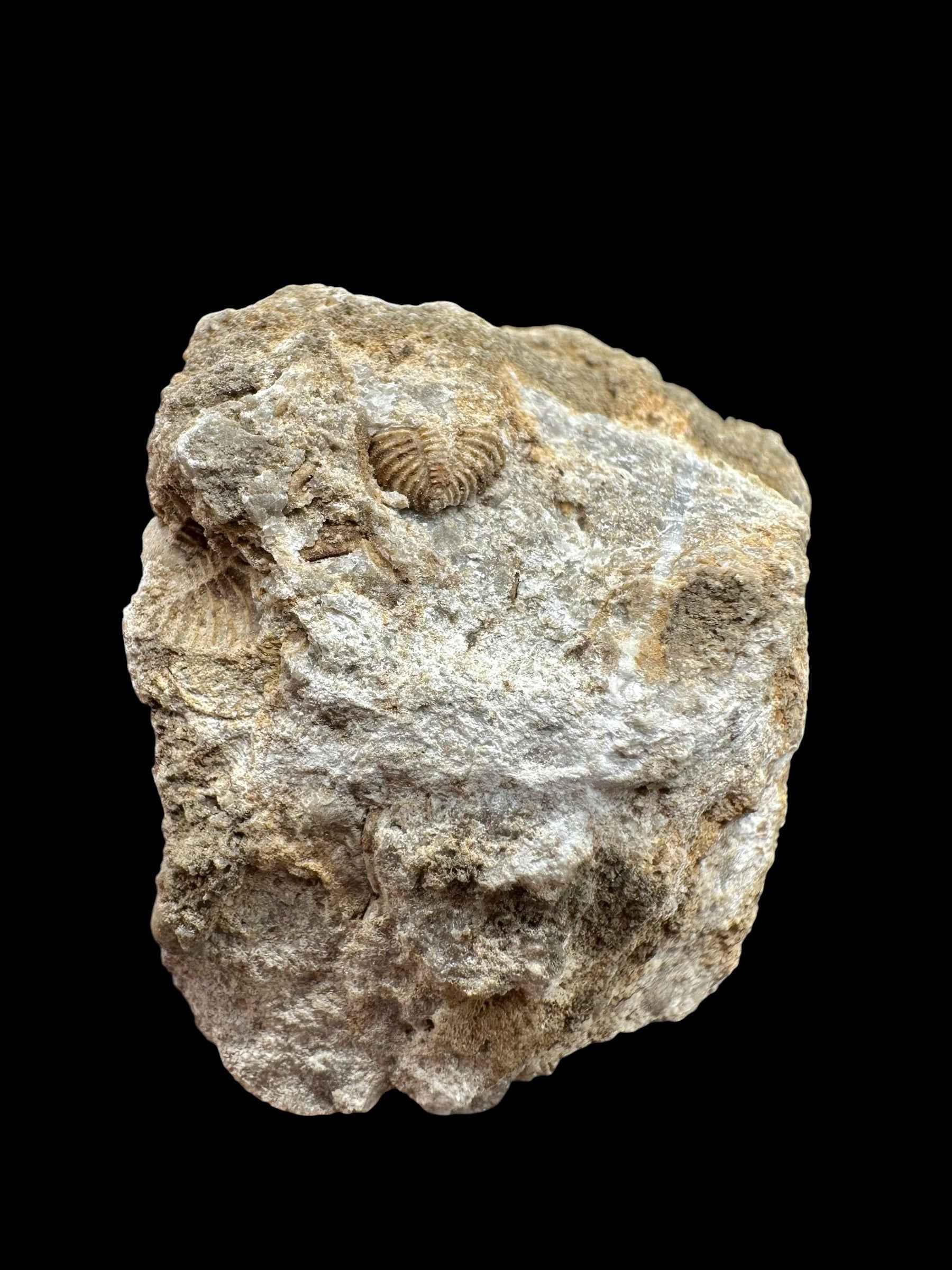 Trilobite Encrinuraspis beaumonti + brachiopoda – Kosov Quarry, Czech Republic - TN95