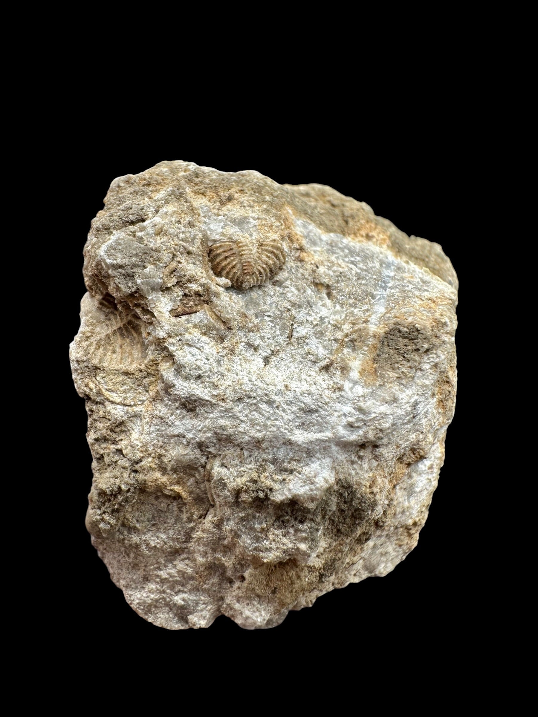 Trilobite Encrinuraspis beaumonti + brachiopoda – Kosov Quarry, Czech Republic - TN95
