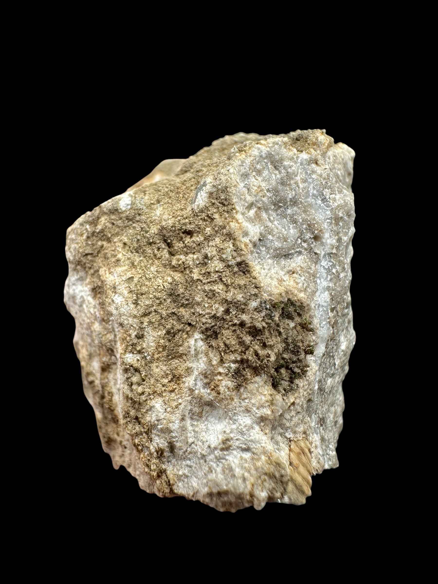 Trilobite Encrinuraspis beaumonti + brachiopoda – Kosov Quarry, Czech Republic - TN95