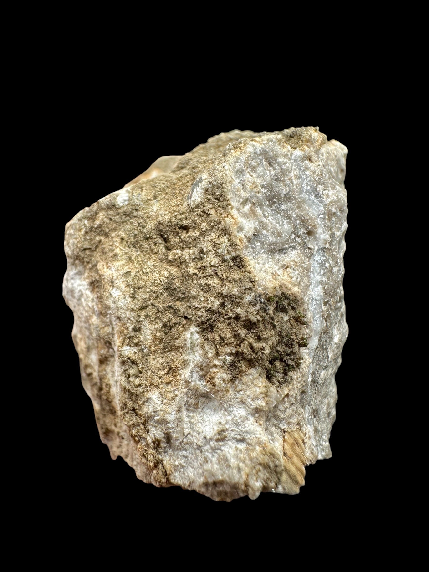 Trilobite Encrinuraspis beaumonti + brachiopoda – Kosov Quarry, Czech Republic - TN95