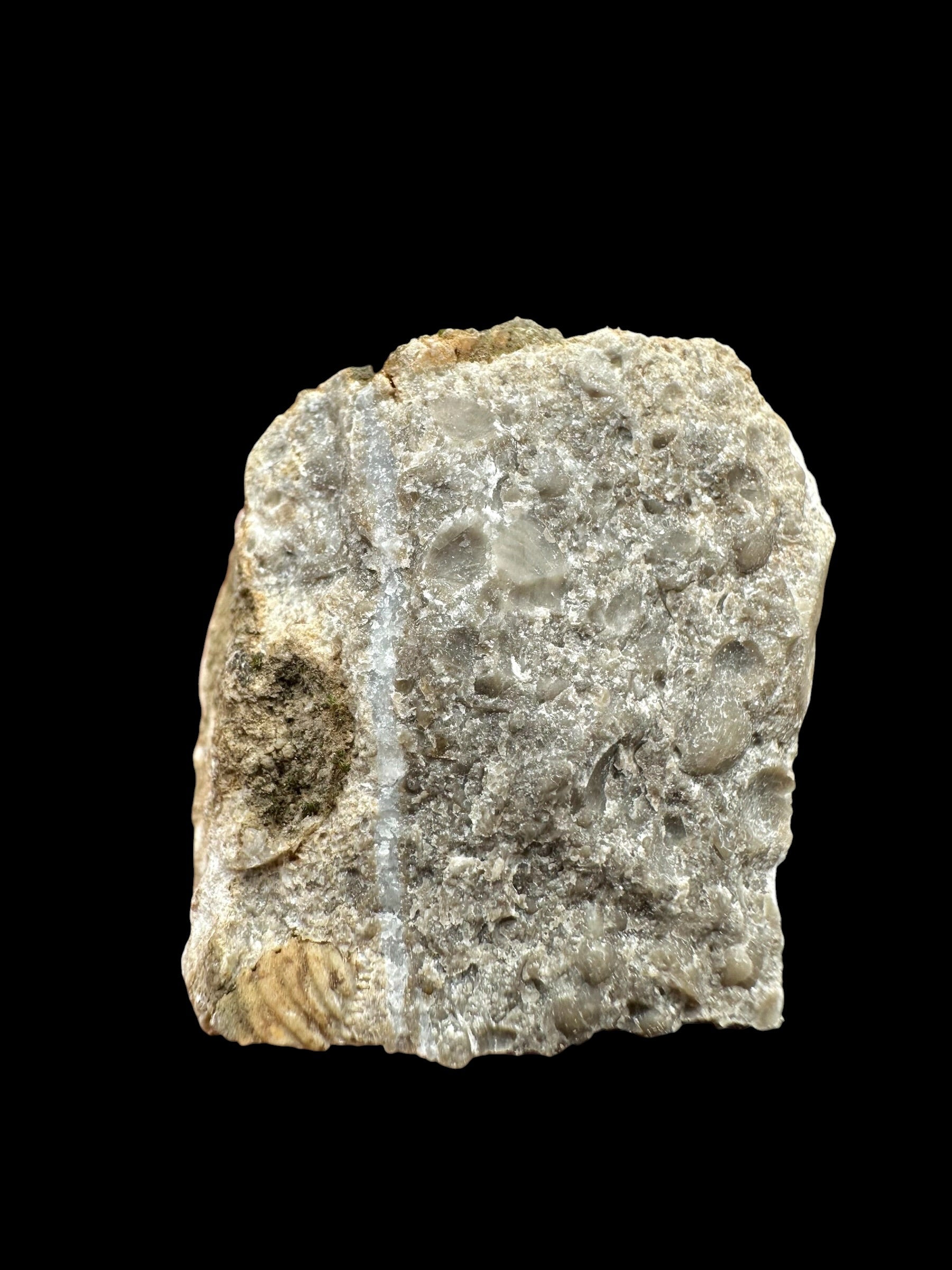 Trilobite Encrinuraspis beaumonti + brachiopoda – Kosov Quarry, Czech Republic - TN95