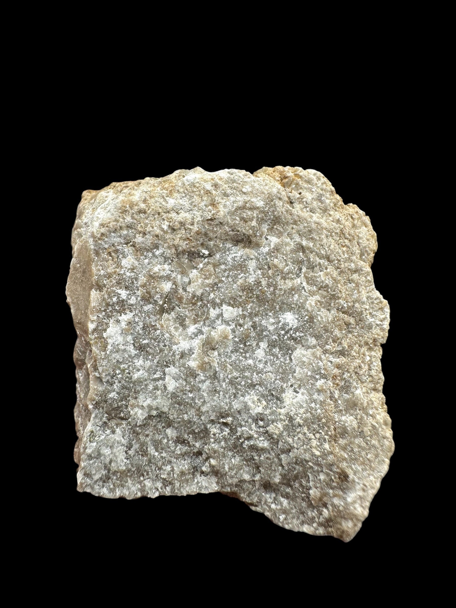 Trilobite Encrinuraspis beaumonti + brachiopoda – Kosov Quarry, Czech Republic - TN95
