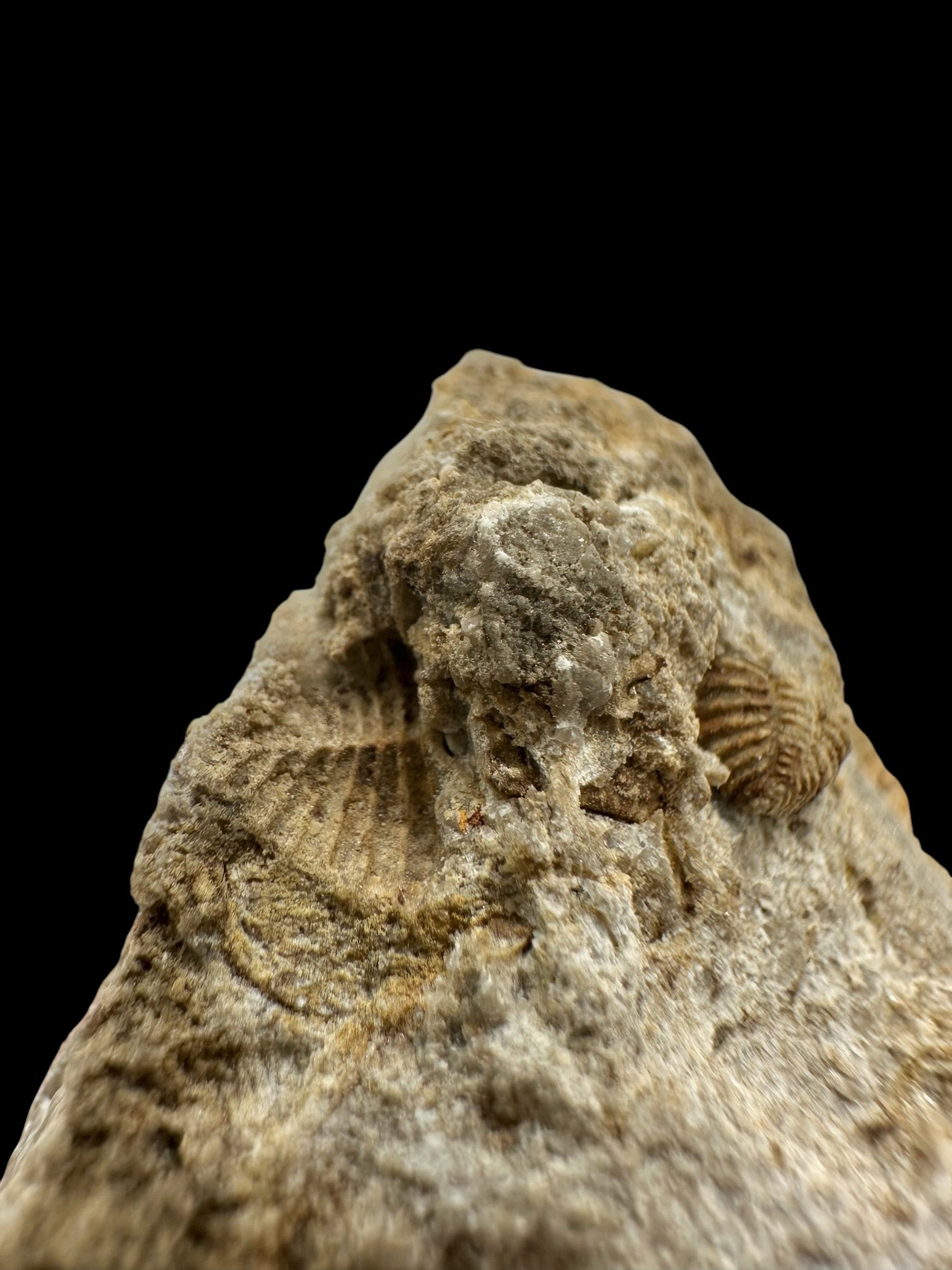 Trilobite Encrinuraspis beaumonti + brachiopoda – Kosov Quarry, Czech Republic - TN95
