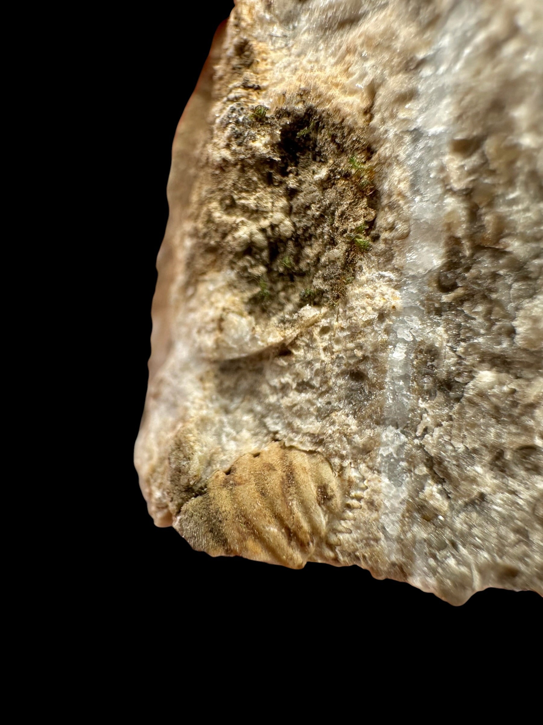 Trilobite Encrinuraspis beaumonti + brachiopoda – Kosov Quarry, Czech Republic - TN95