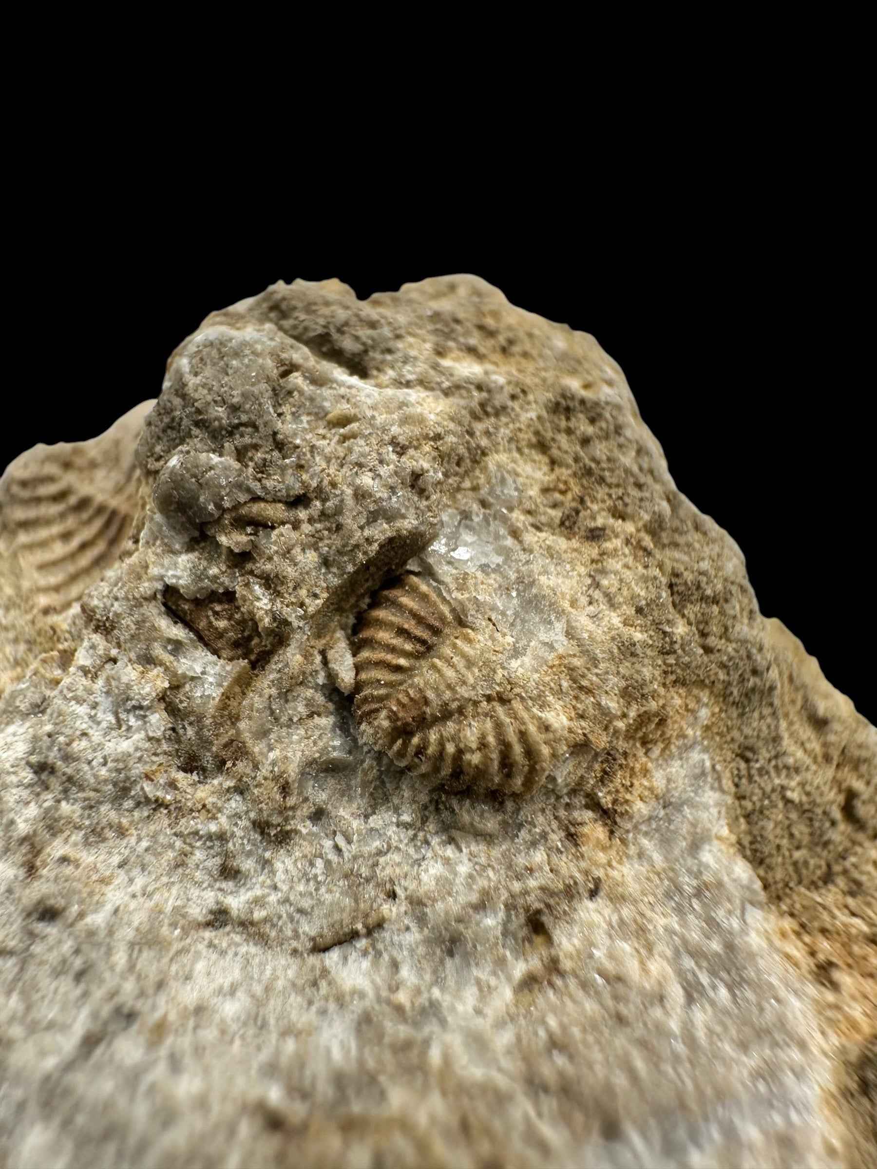 Trilobite Encrinuraspis beaumonti + brachiopoda – Kosov Quarry, Czech Republic - TN95
