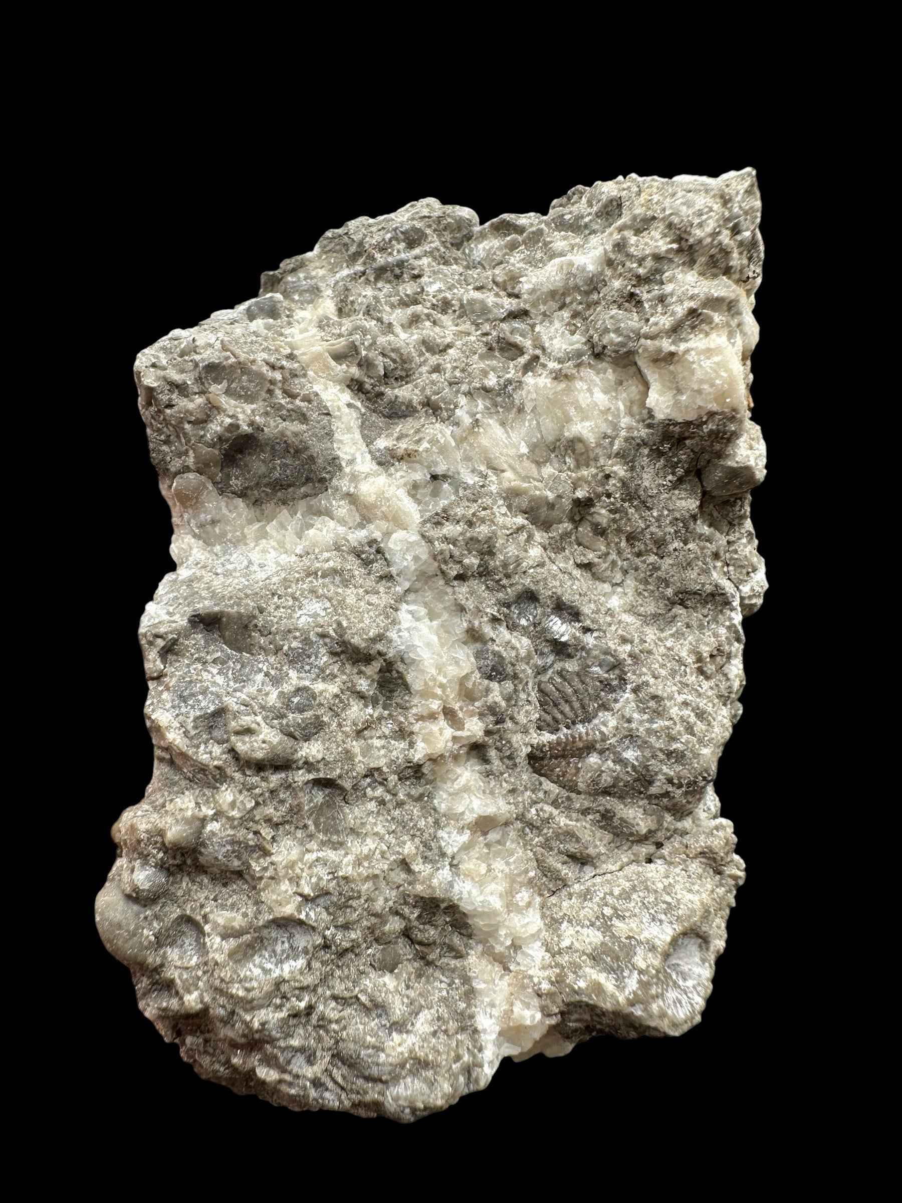 Trilobite Encrinuraspis beaumonti + brachiopoda – Kosov Quarry, Czech Republic - TN96