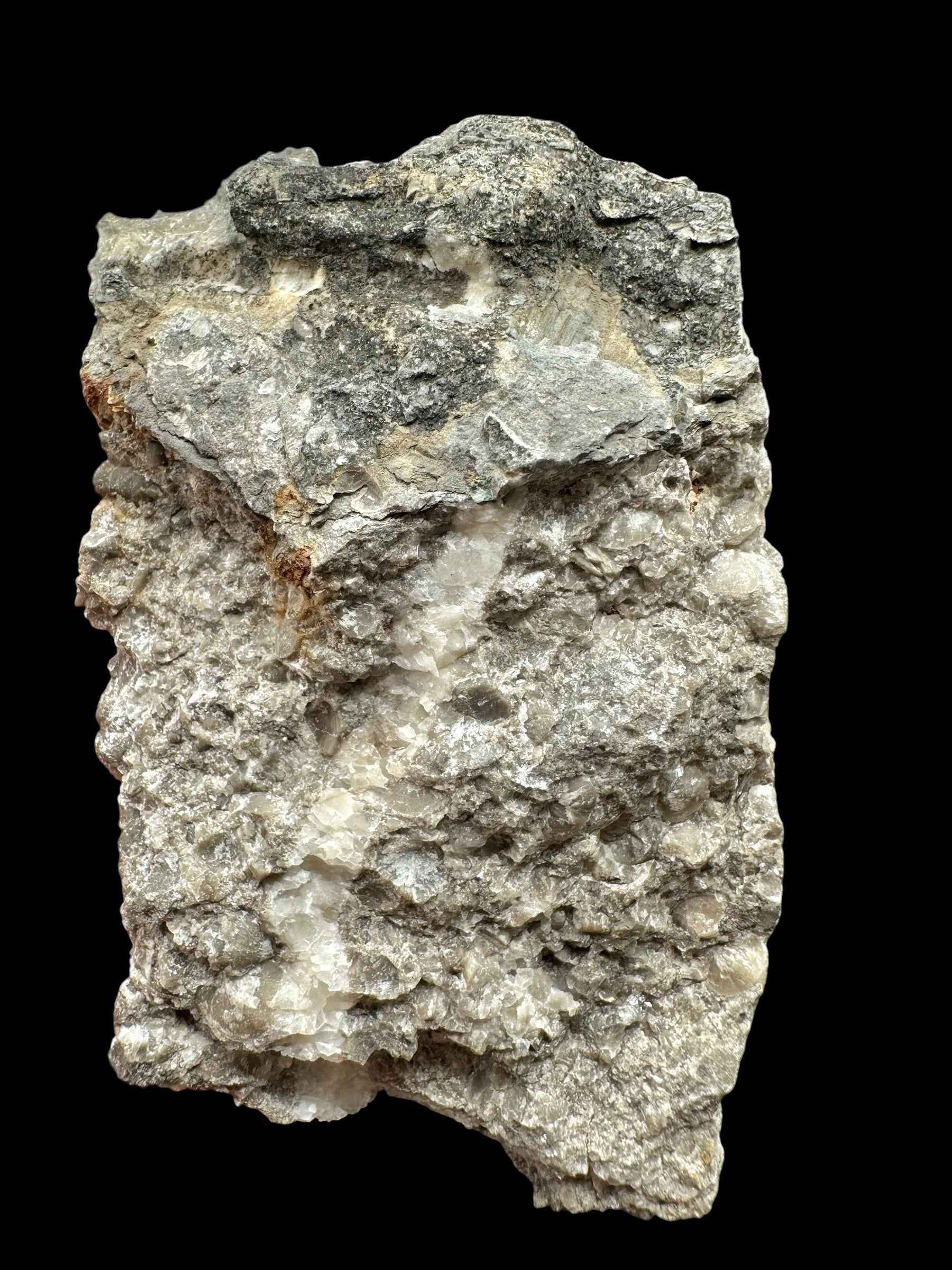 Trilobite Encrinuraspis beaumonti + brachiopoda – Kosov Quarry, Czech Republic - TN96