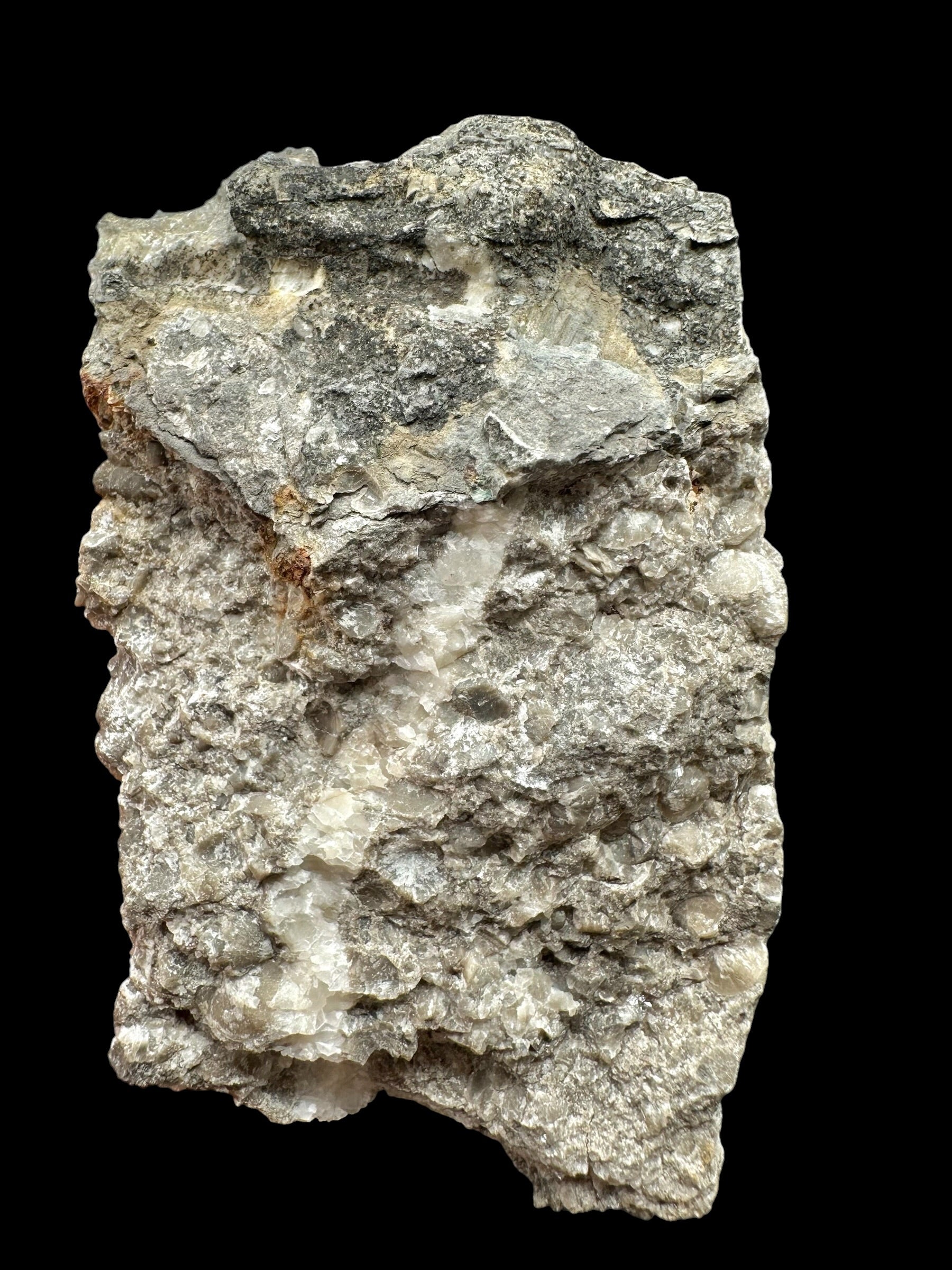Trilobite Encrinuraspis beaumonti + brachiopoda – Kosov Quarry, Czech Republic - TN96
