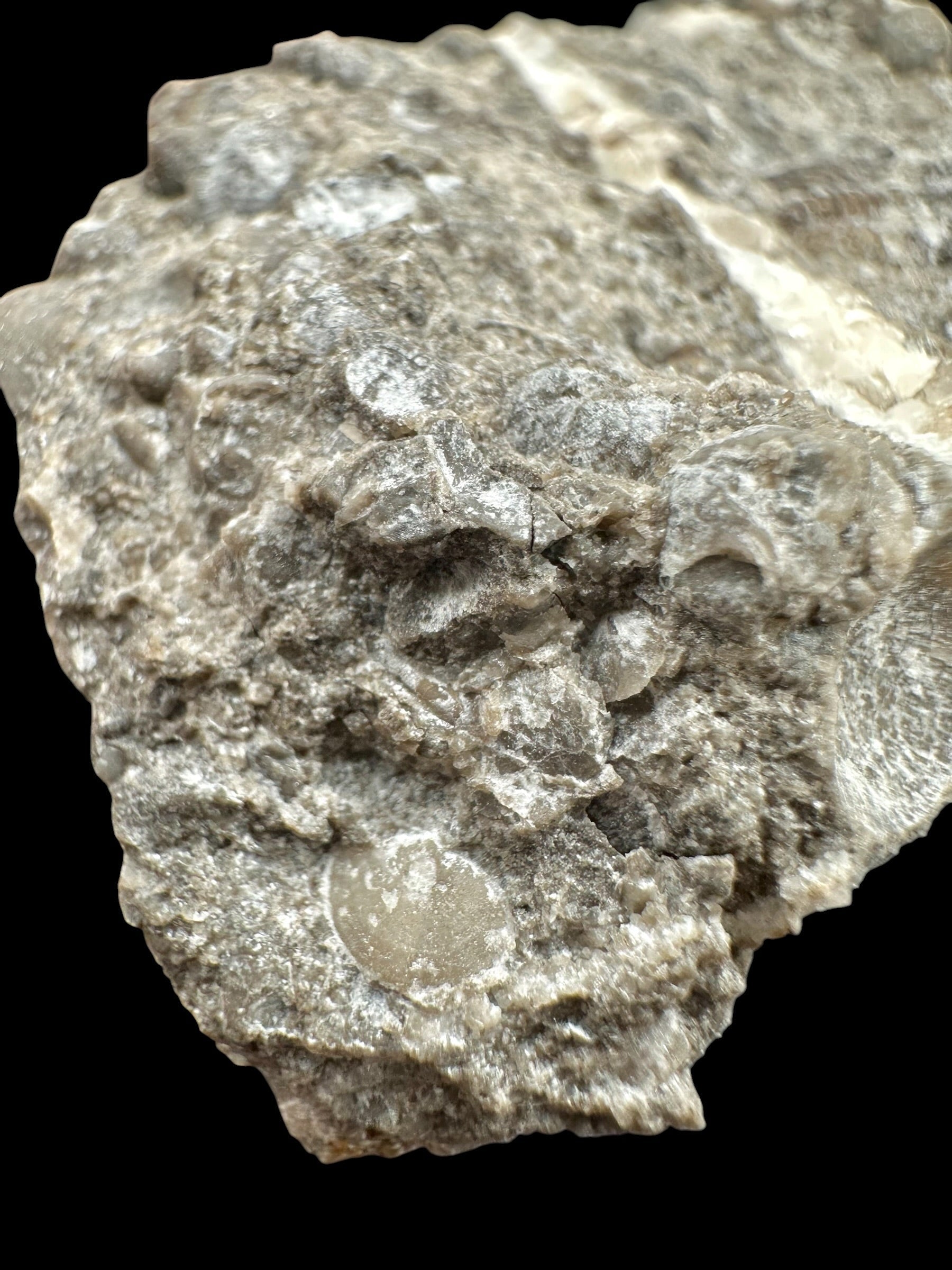 Trilobite Encrinuraspis beaumonti + brachiopoda – Kosov Quarry, Czech Republic - TN96