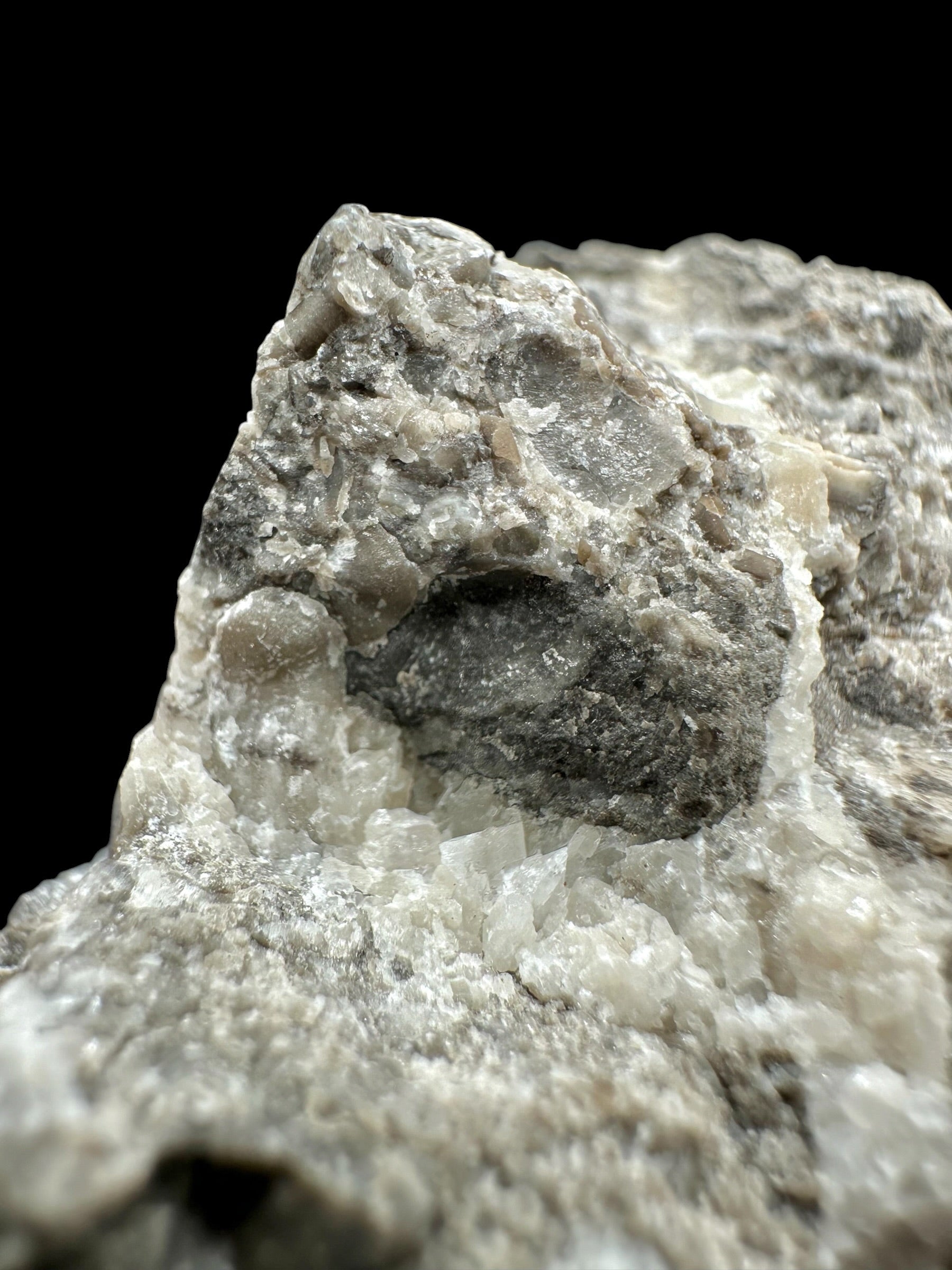 Trilobite Encrinuraspis beaumonti + brachiopoda – Kosov Quarry, Czech Republic - TN96