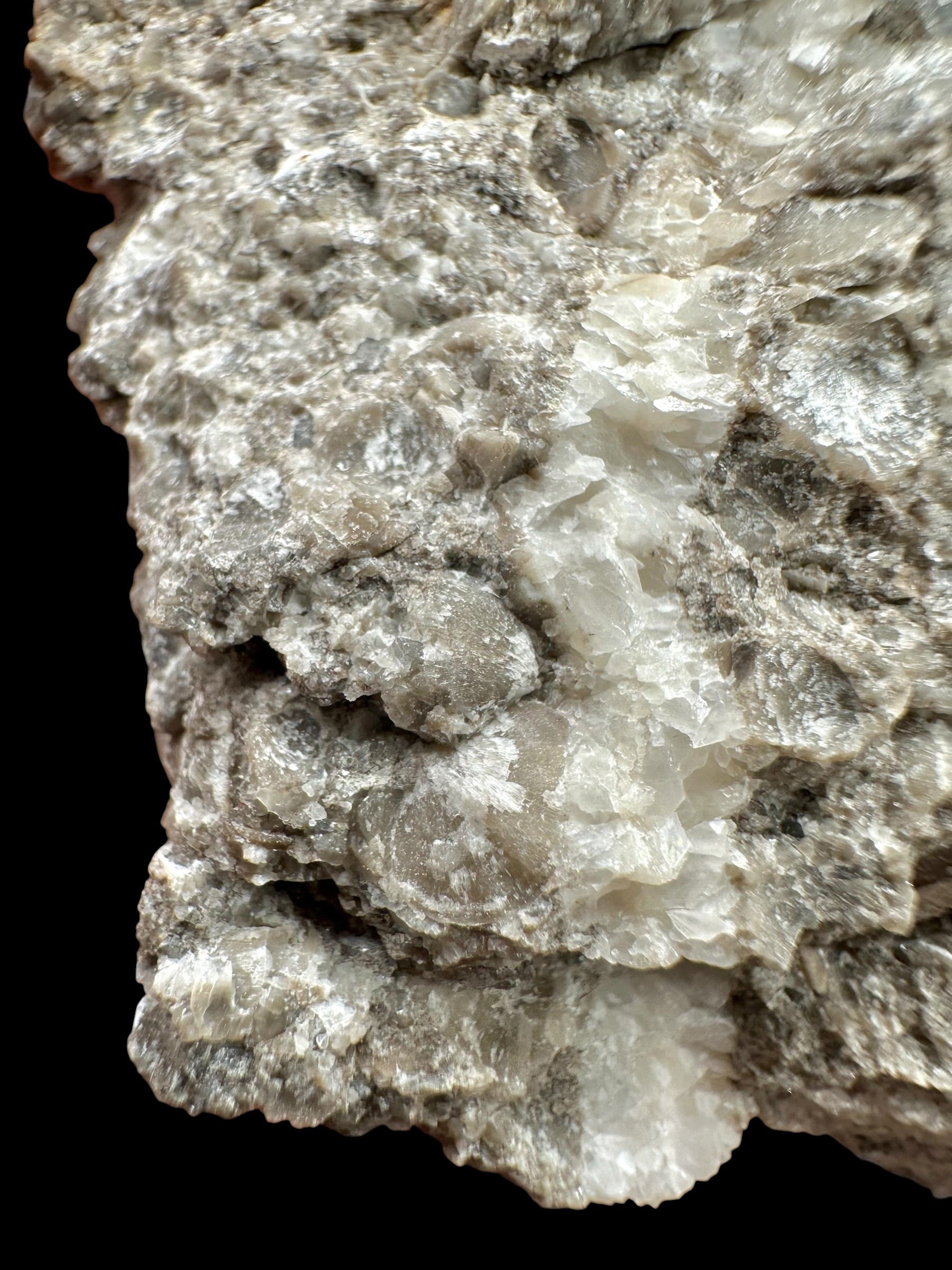 Trilobite Encrinuraspis beaumonti + brachiopoda – Kosov Quarry, Czech Republic - TN96