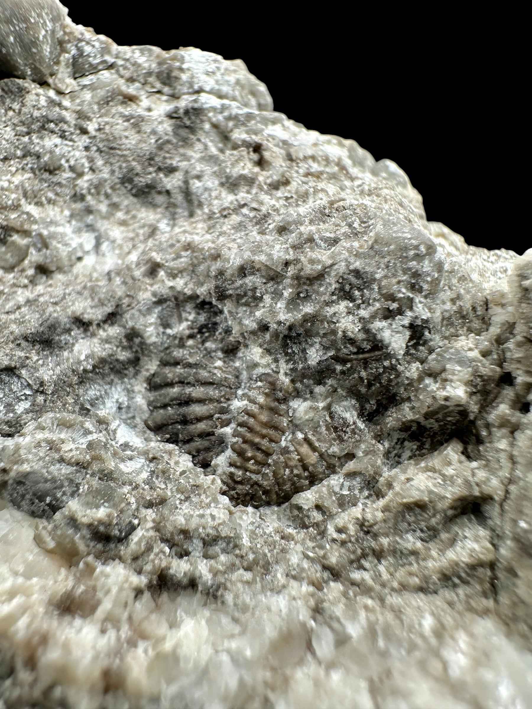 Trilobite Encrinuraspis beaumonti + brachiopoda – Kosov Quarry, Czech Republic - TN96