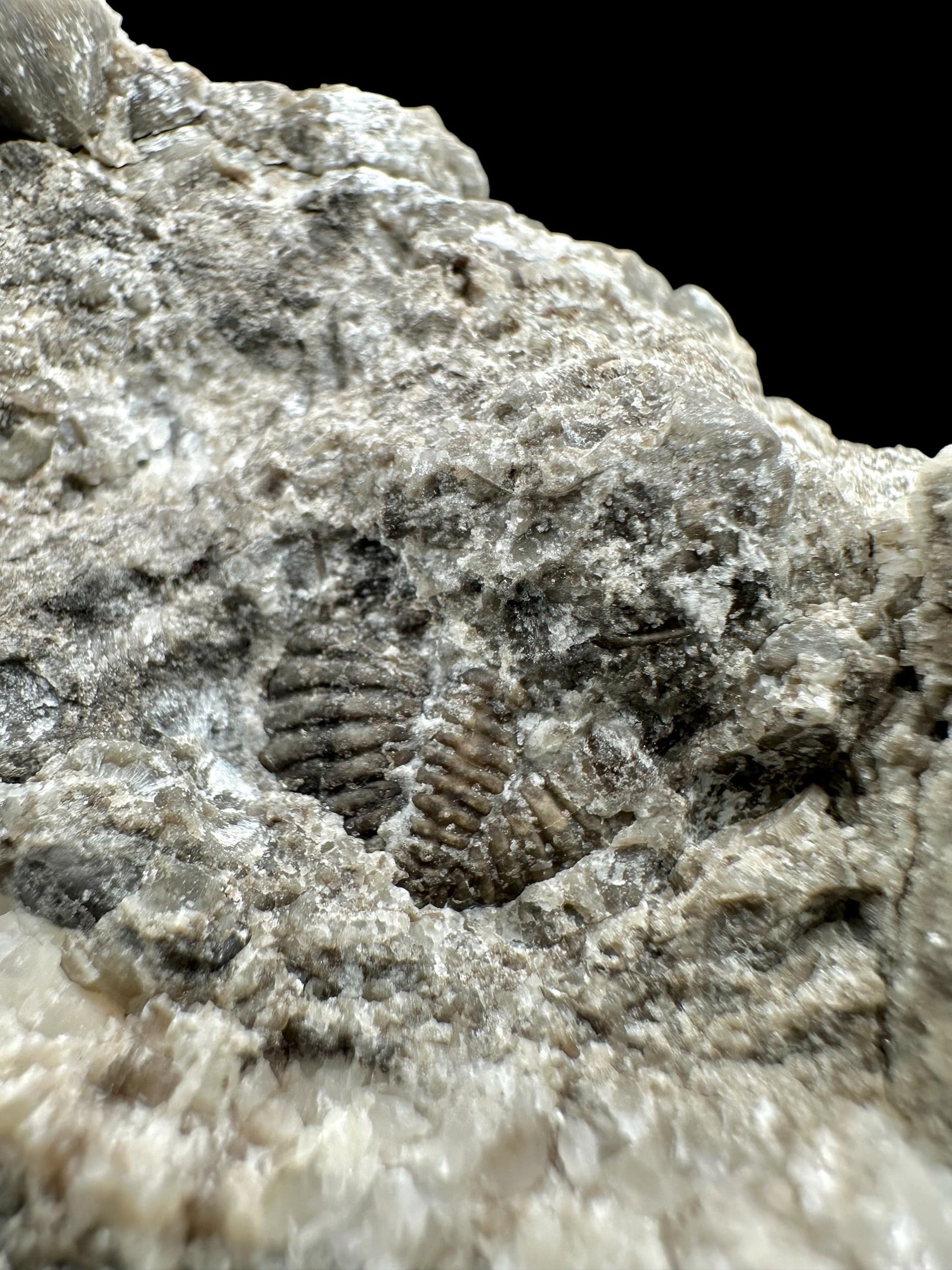 Trilobite Encrinuraspis beaumonti + brachiopoda – Kosov Quarry, Czech Republic