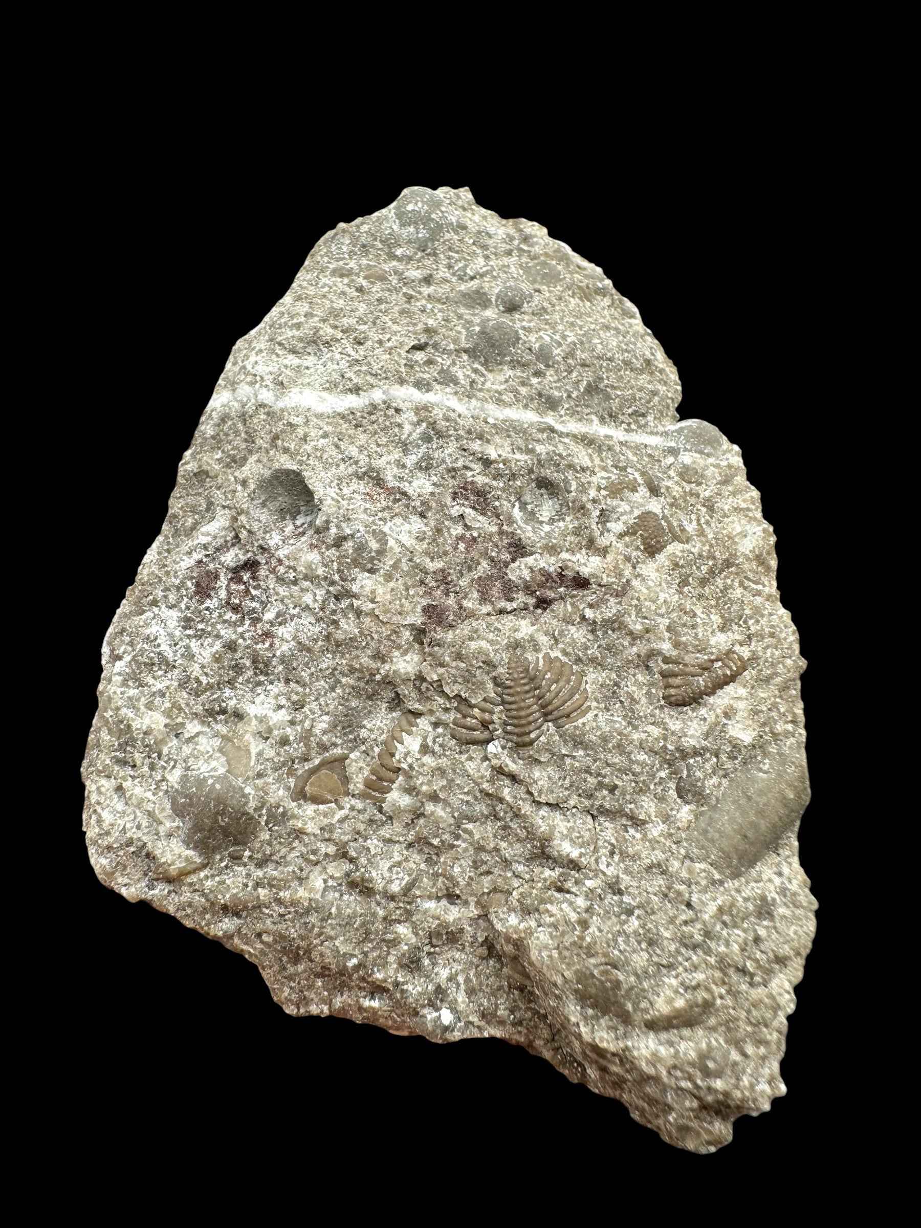Trilobite Encrinuraspis beaumonti + brachiopoda – Kosov Quarry, Czech Republic - TN97